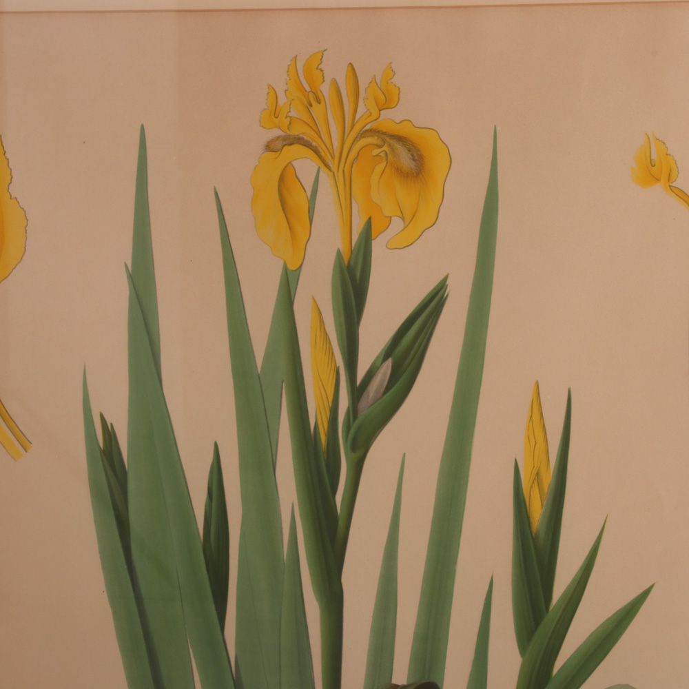 Hand-Colored Botanical Lithographs, Late 19th to Early 20th Century