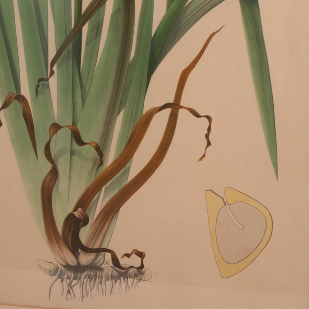 Hand-Colored Botanical Lithographs, Late 19th to Early 20th Century