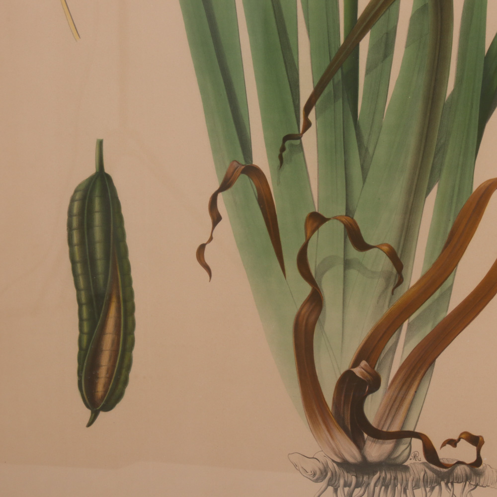 Hand-Colored Botanical Lithographs, Late 19th to Early 20th Century
