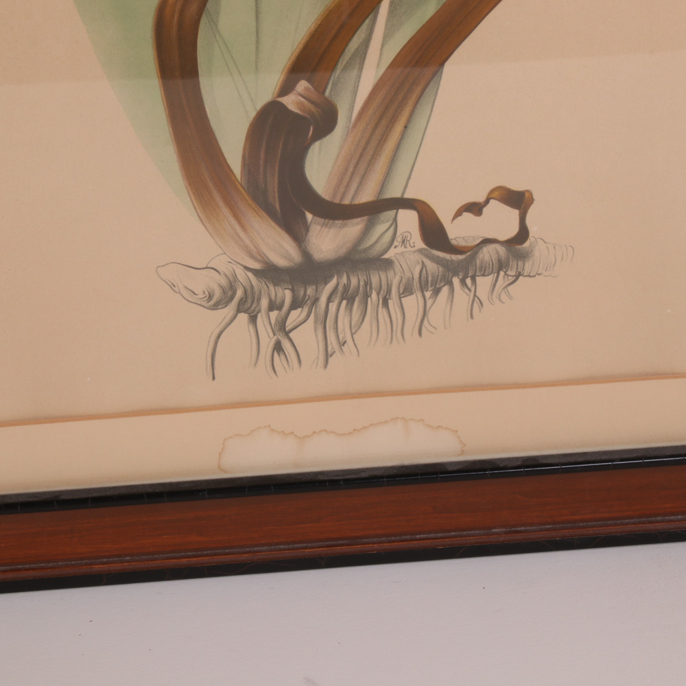 Hand-Colored Botanical Lithographs, Late 19th to Early 20th Century