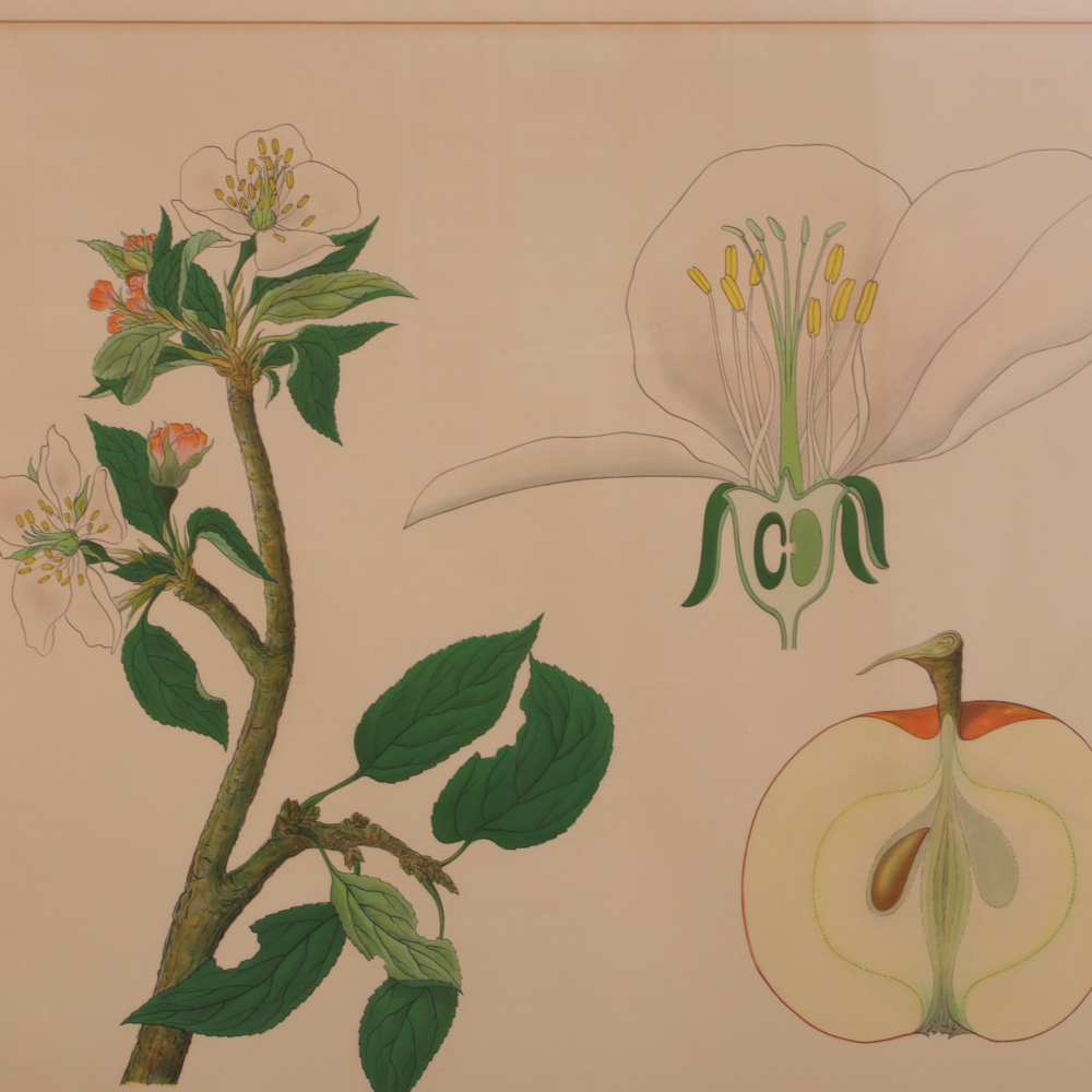 Hand-Colored Botanical Lithographs, Late 19th to Early 20th Century