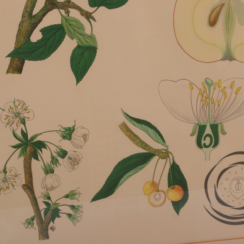 Hand-Colored Botanical Lithographs, Late 19th to Early 20th Century