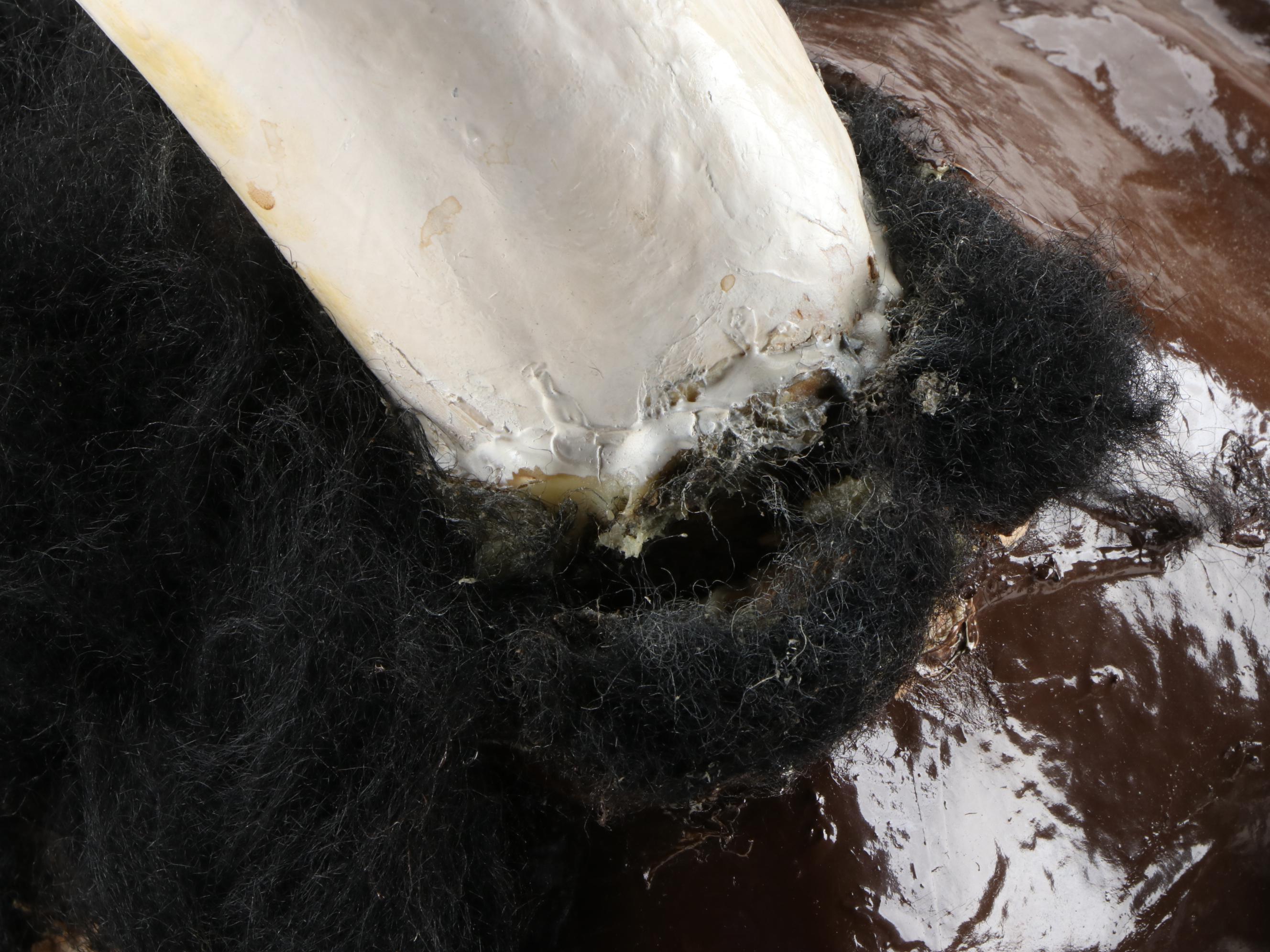 Papier-Mâché Bull Head Costume