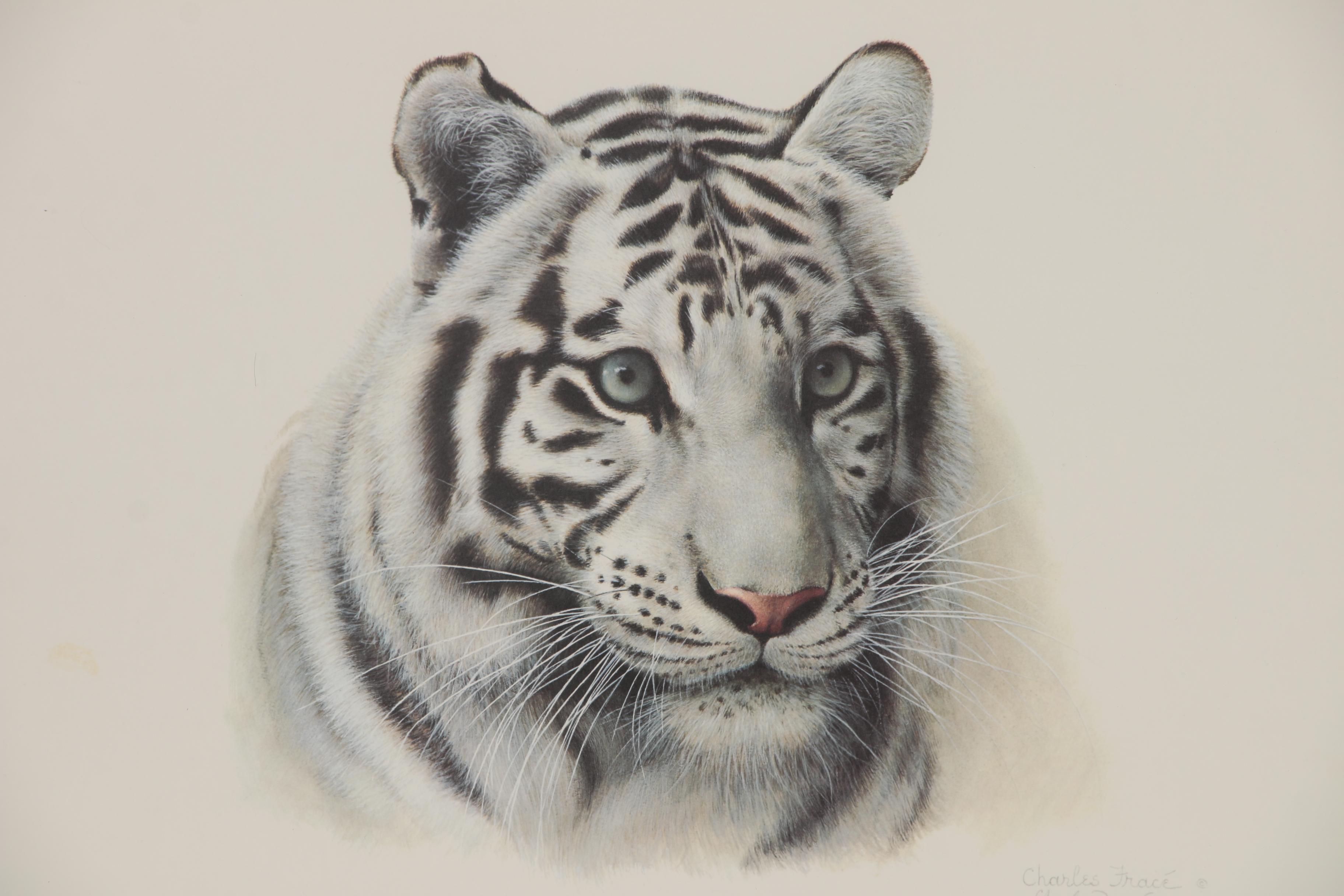 Charles Fracé Offset Lithographs "White Tiger" and "African Leopard"