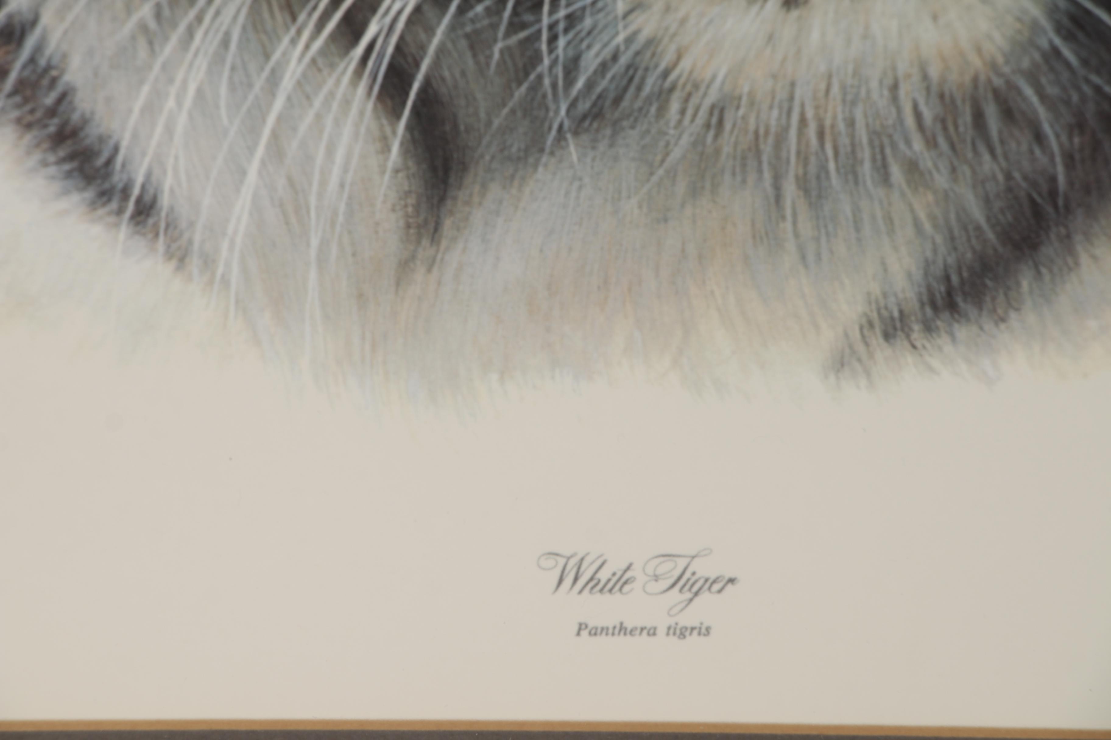 Charles Fracé Offset Lithographs "White Tiger" and "African Leopard"