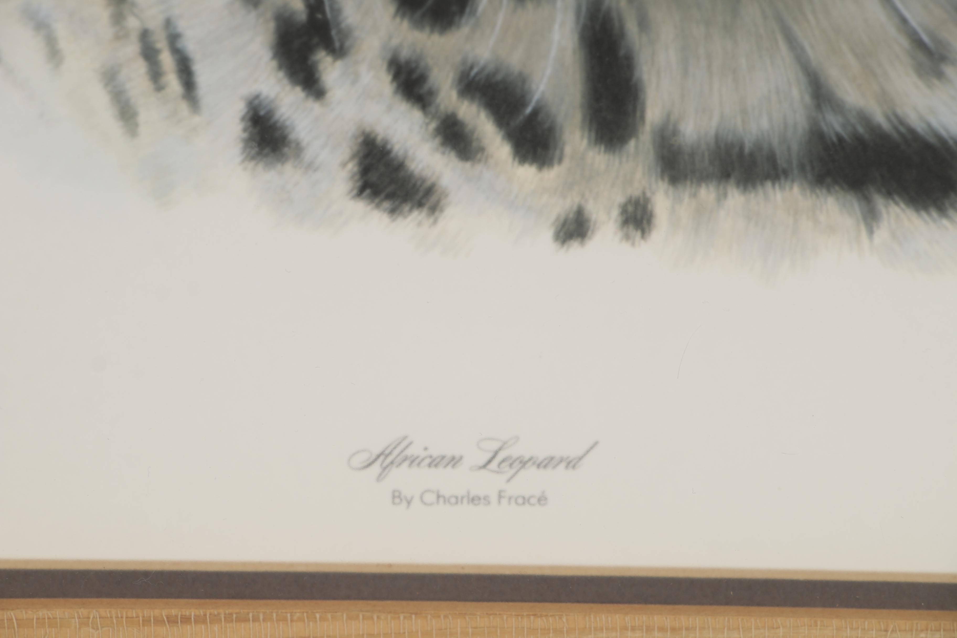 Charles Fracé Offset Lithographs "White Tiger" and "African Leopard"