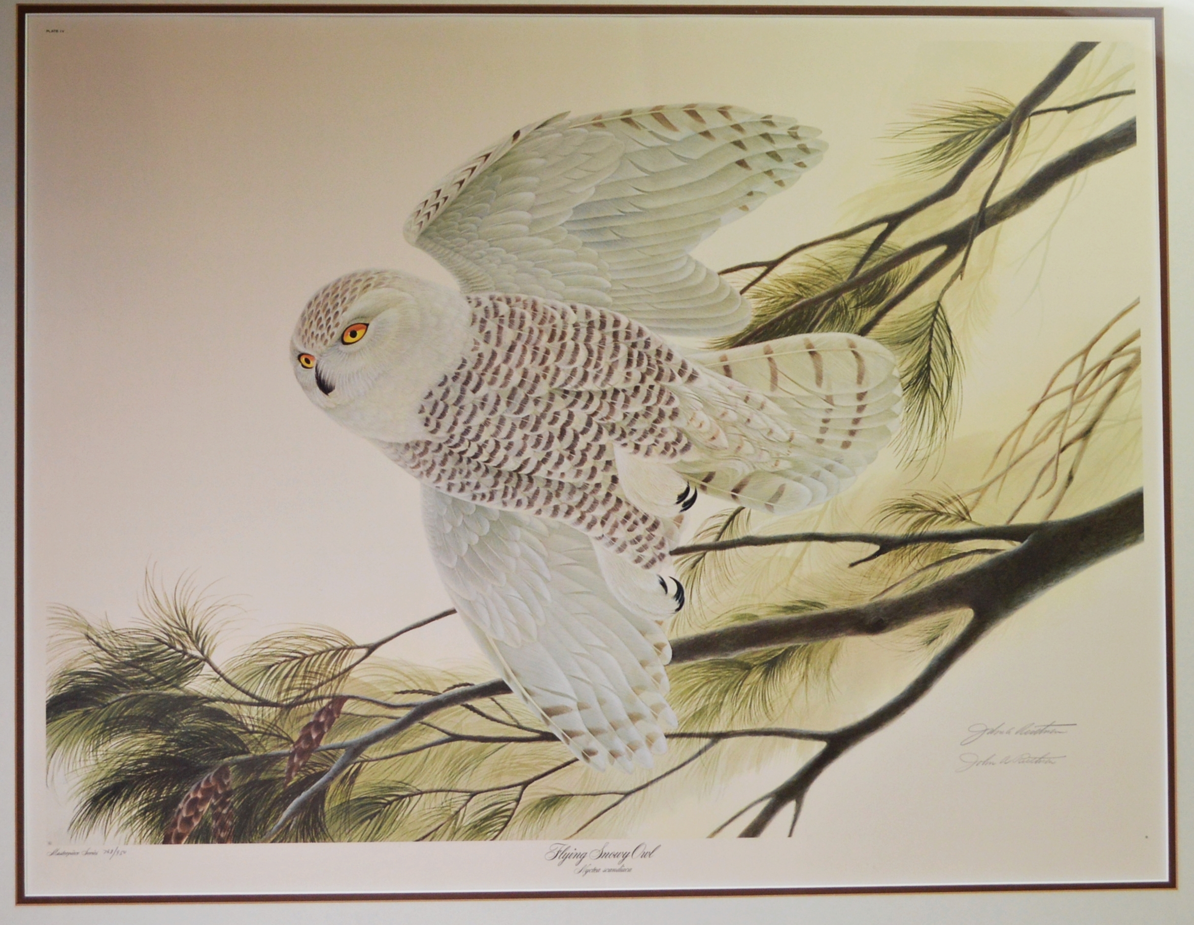 John A. Ruthven Offset Lithograph "Flying Snowy Owl"