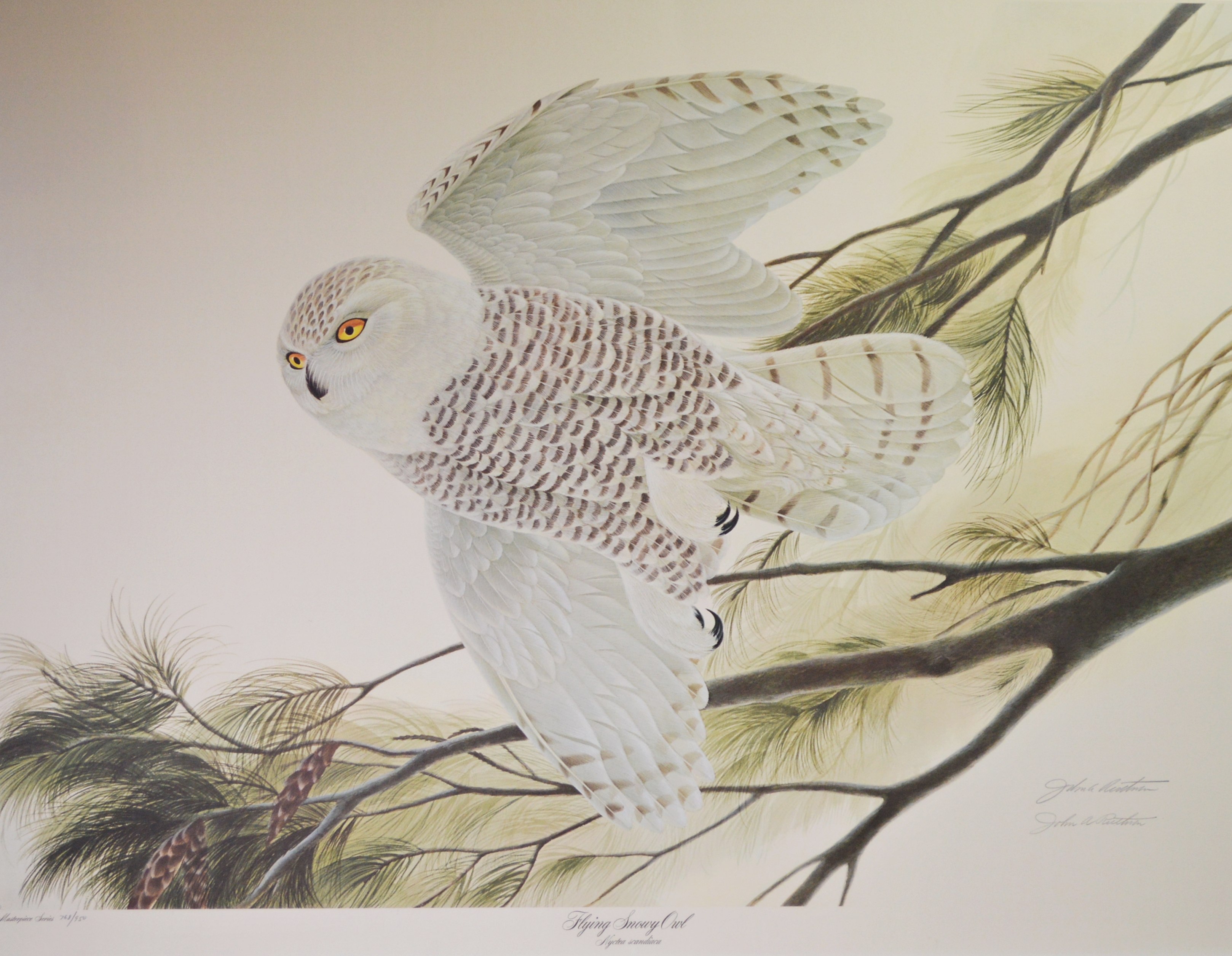 John A. Ruthven Offset Lithograph "Flying Snowy Owl"
