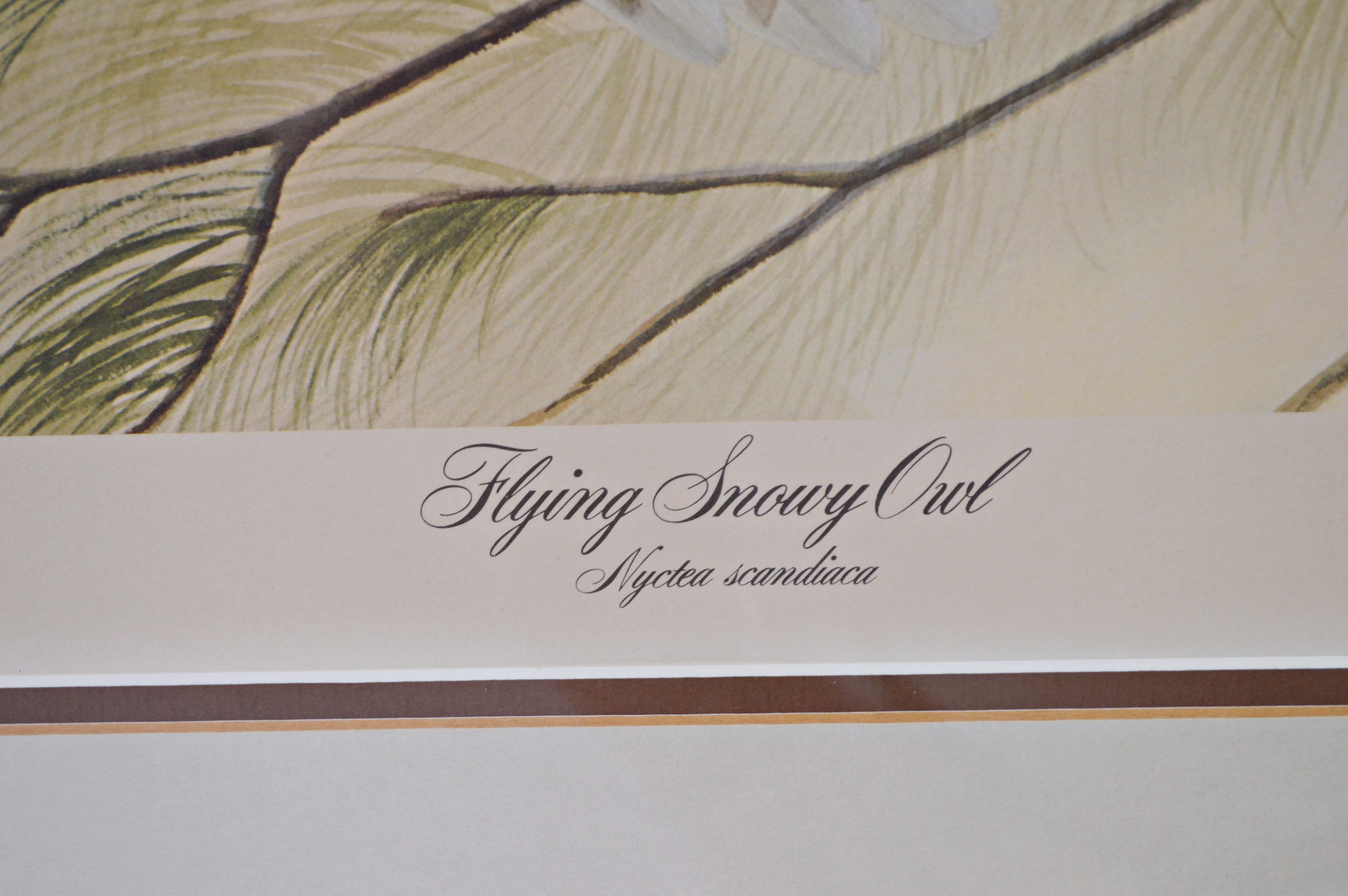 John A. Ruthven Offset Lithograph "Flying Snowy Owl"