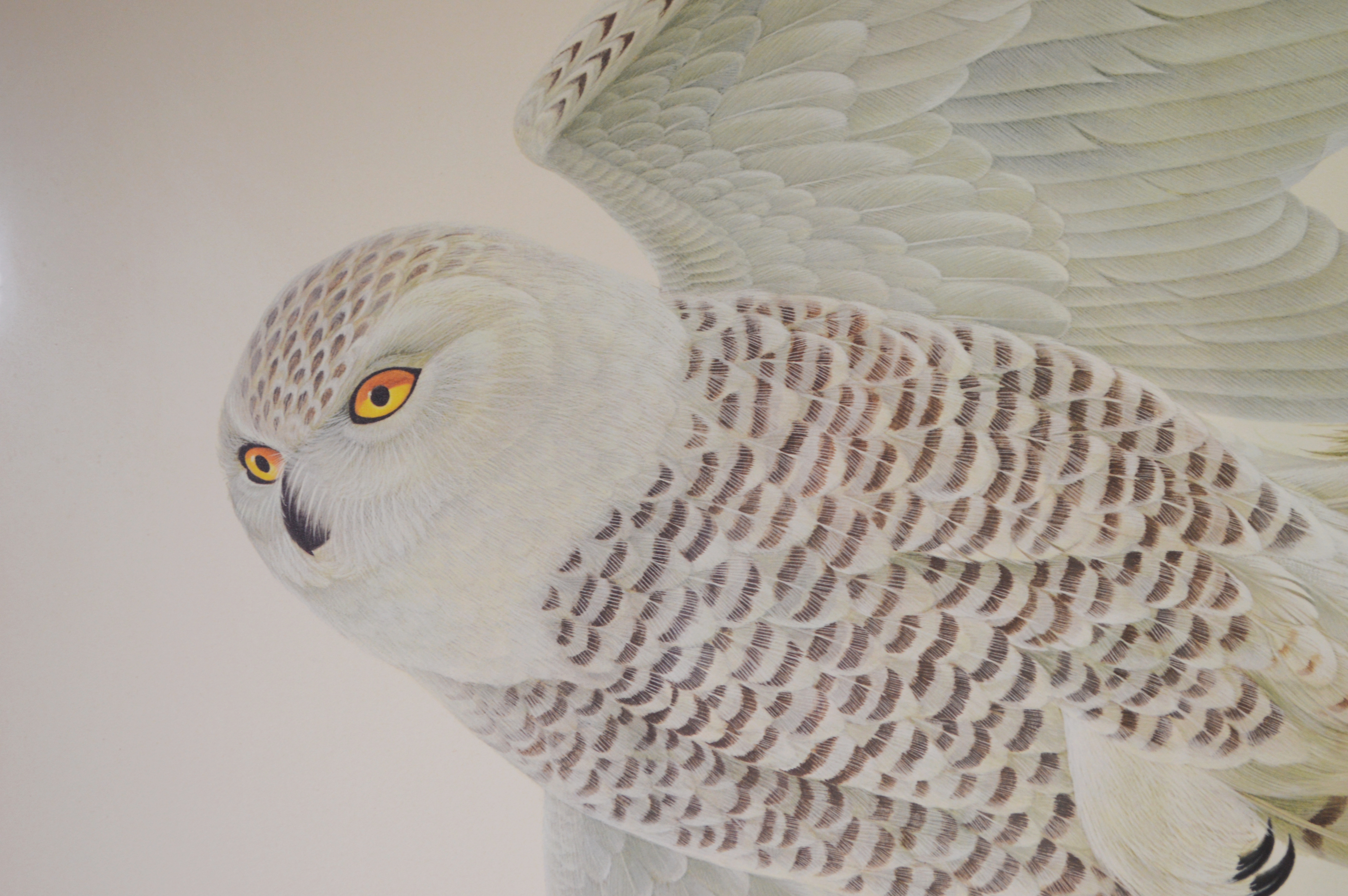 John A. Ruthven Offset Lithograph "Flying Snowy Owl"