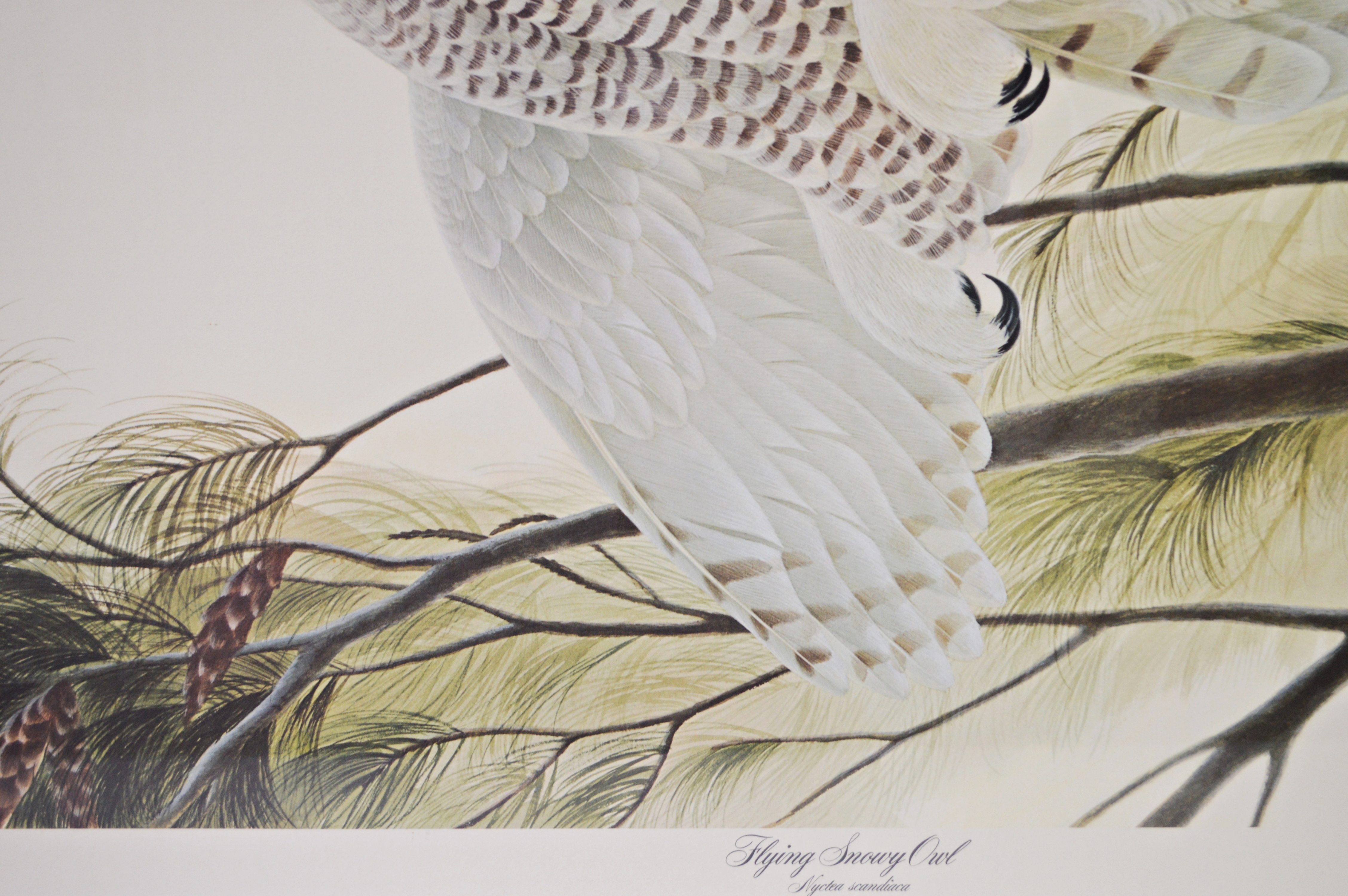 John A. Ruthven Offset Lithograph "Flying Snowy Owl"