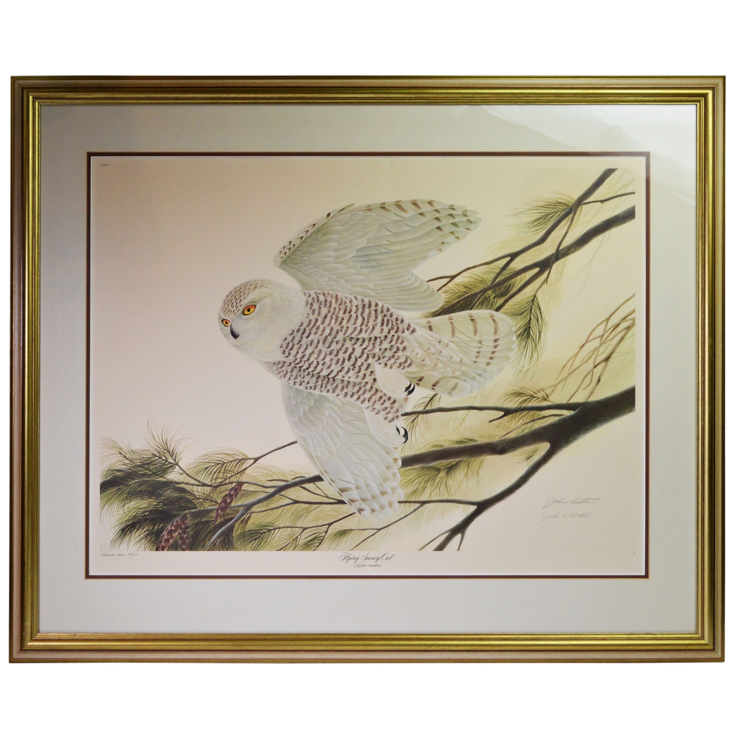 John A. Ruthven Offset Lithograph "Flying Snowy Owl"