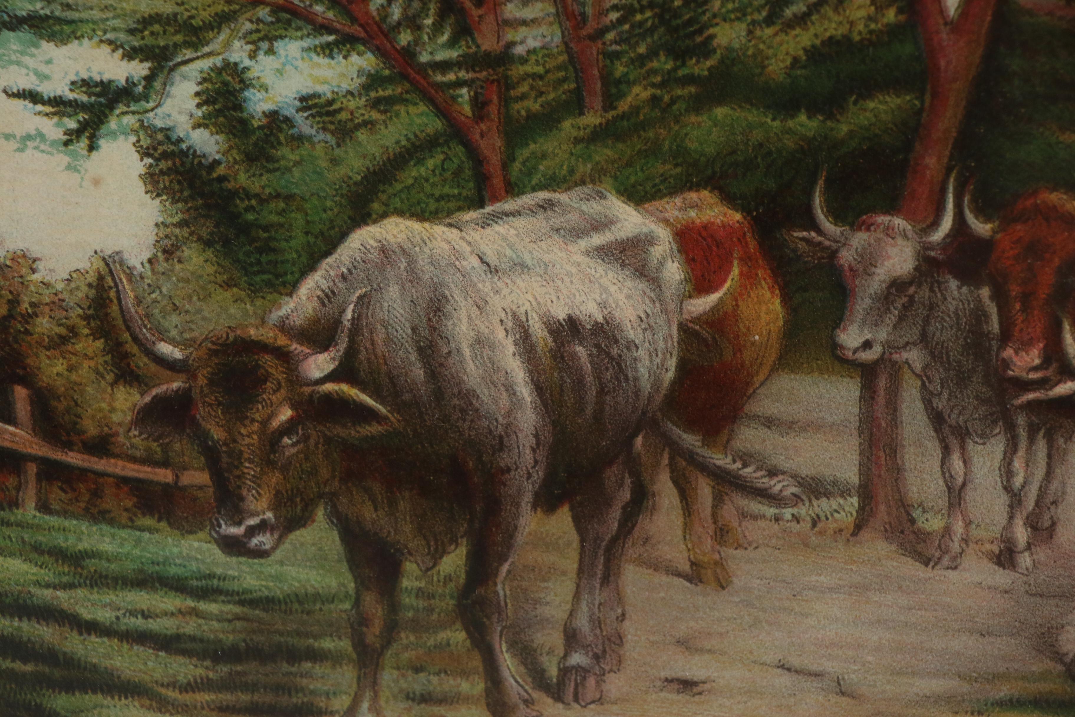 Lithographic Print of Cattle