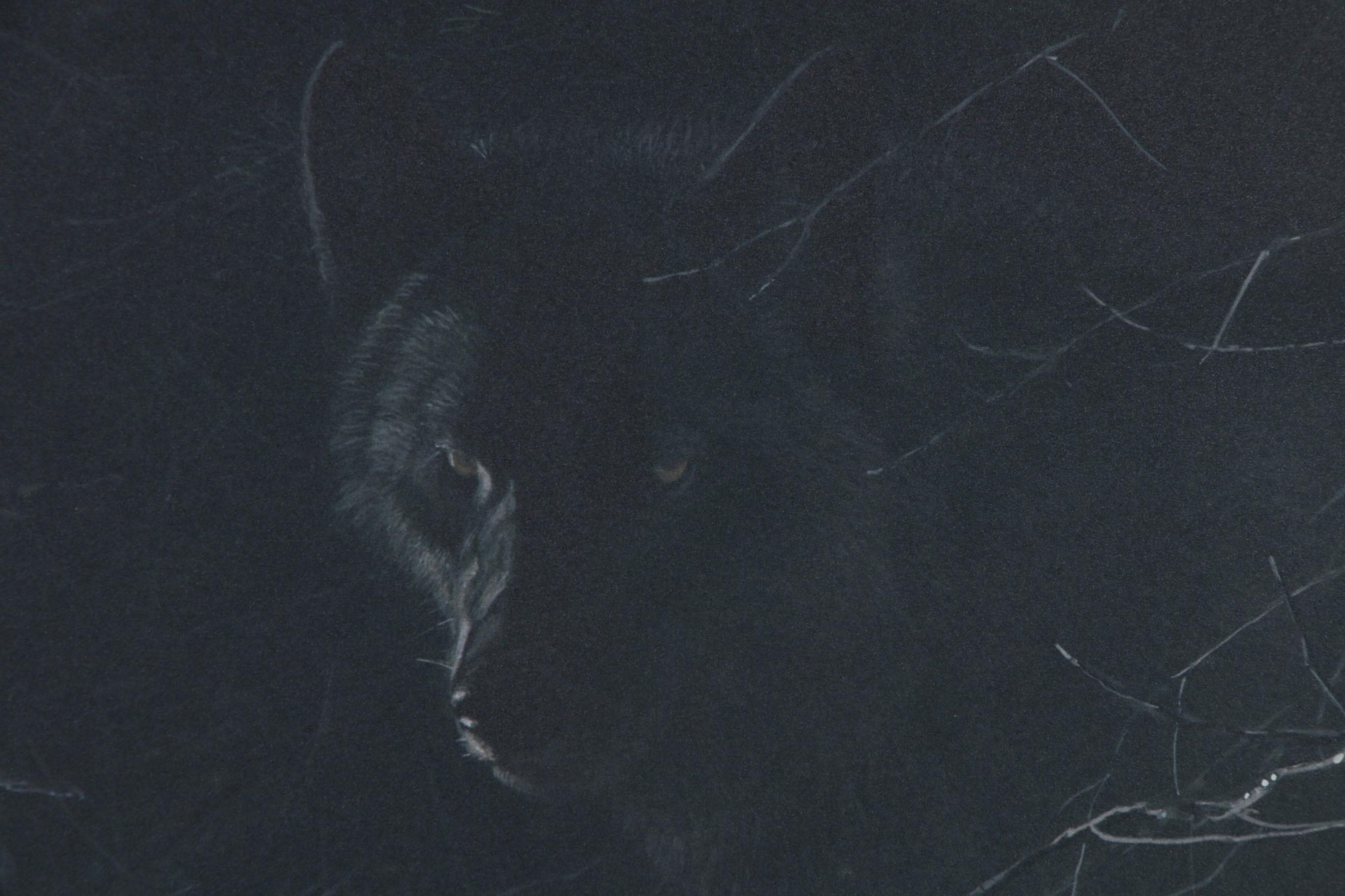Robert Bateman Offset Lithograph "Midnight - Black Wolf", Late 20th Century