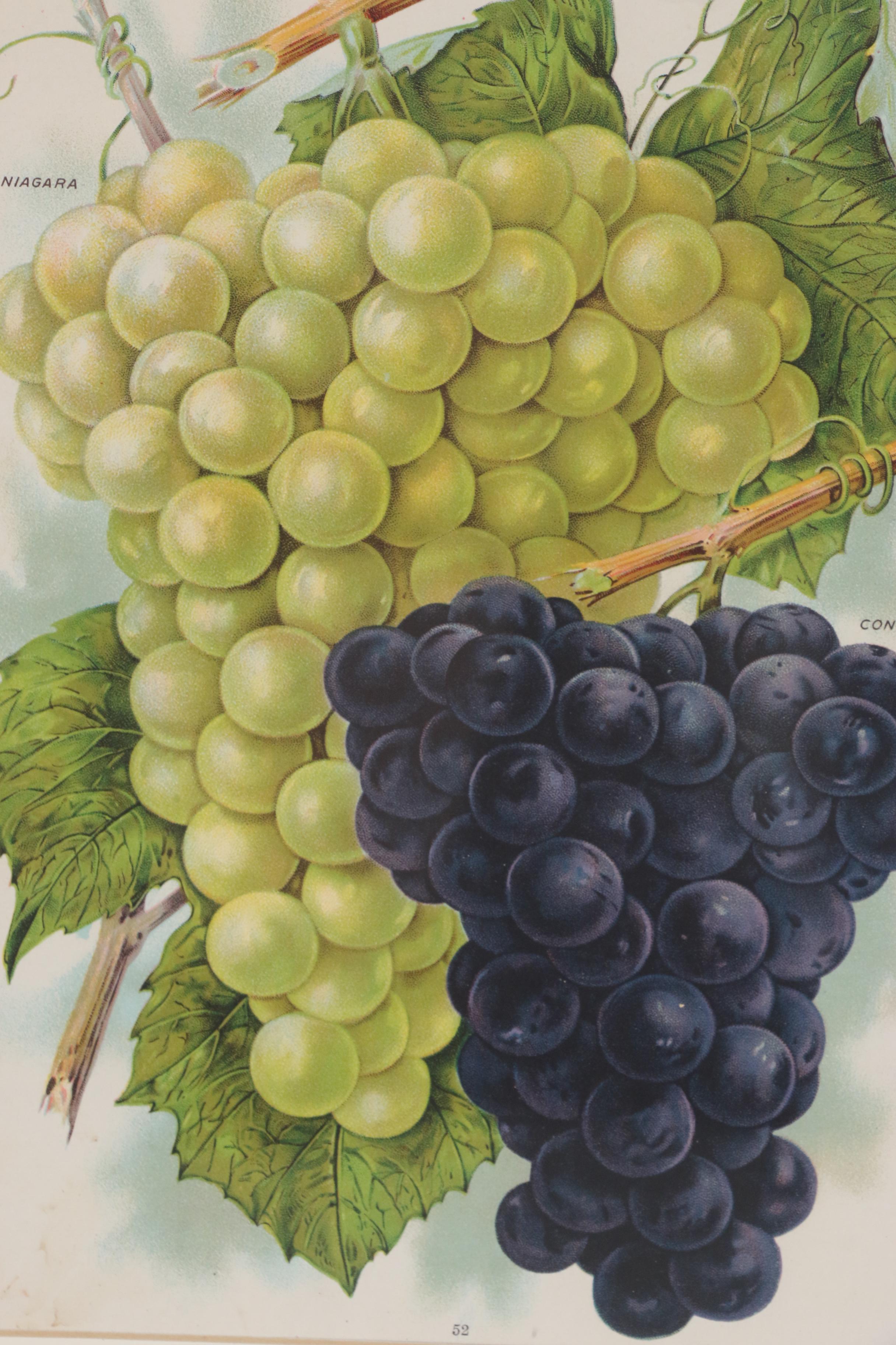 Chromolithograph of Grapes from Chase Brothers Company Seed Catalog