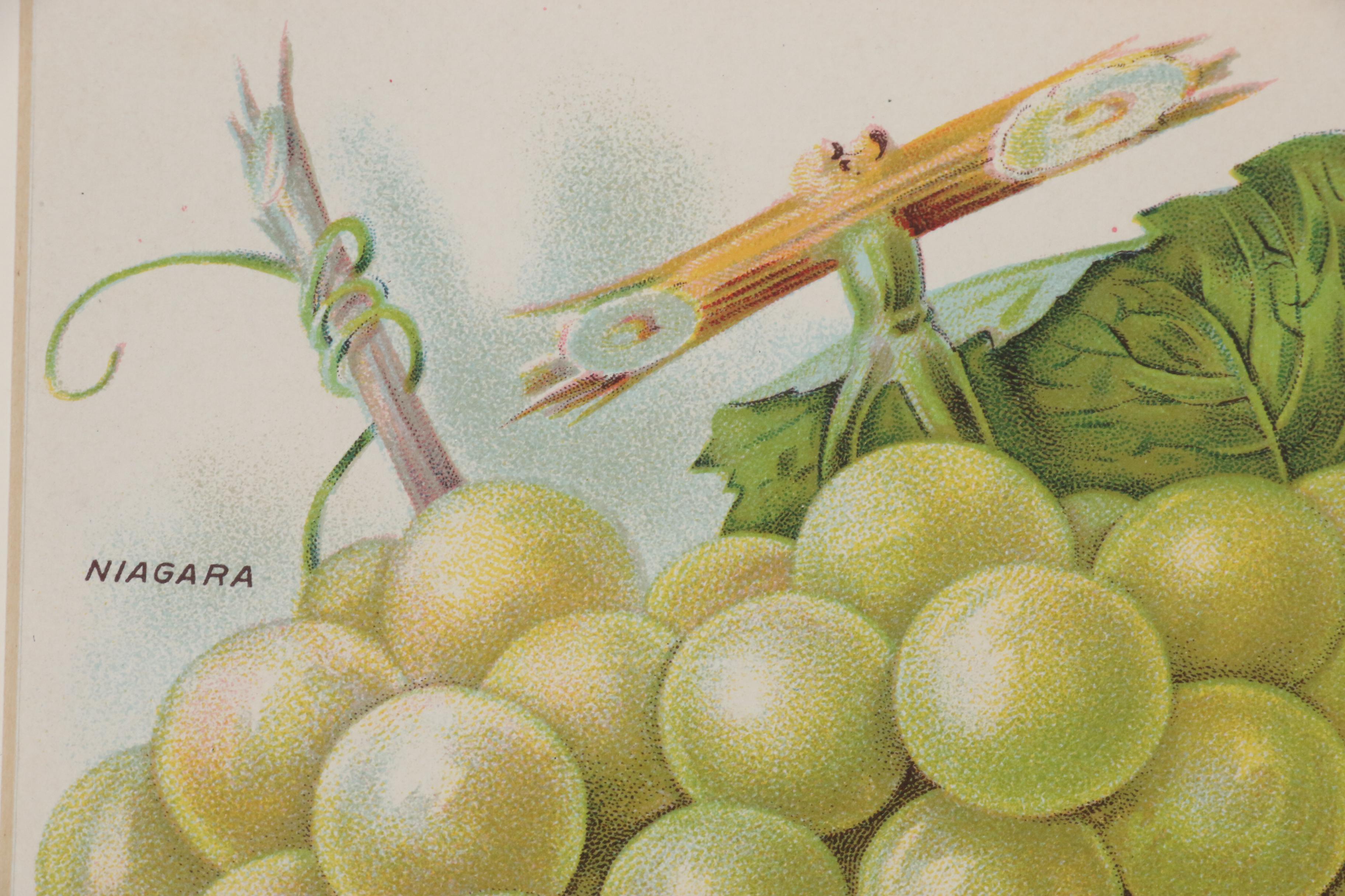 Chromolithograph of Grapes from Chase Brothers Company Seed Catalog