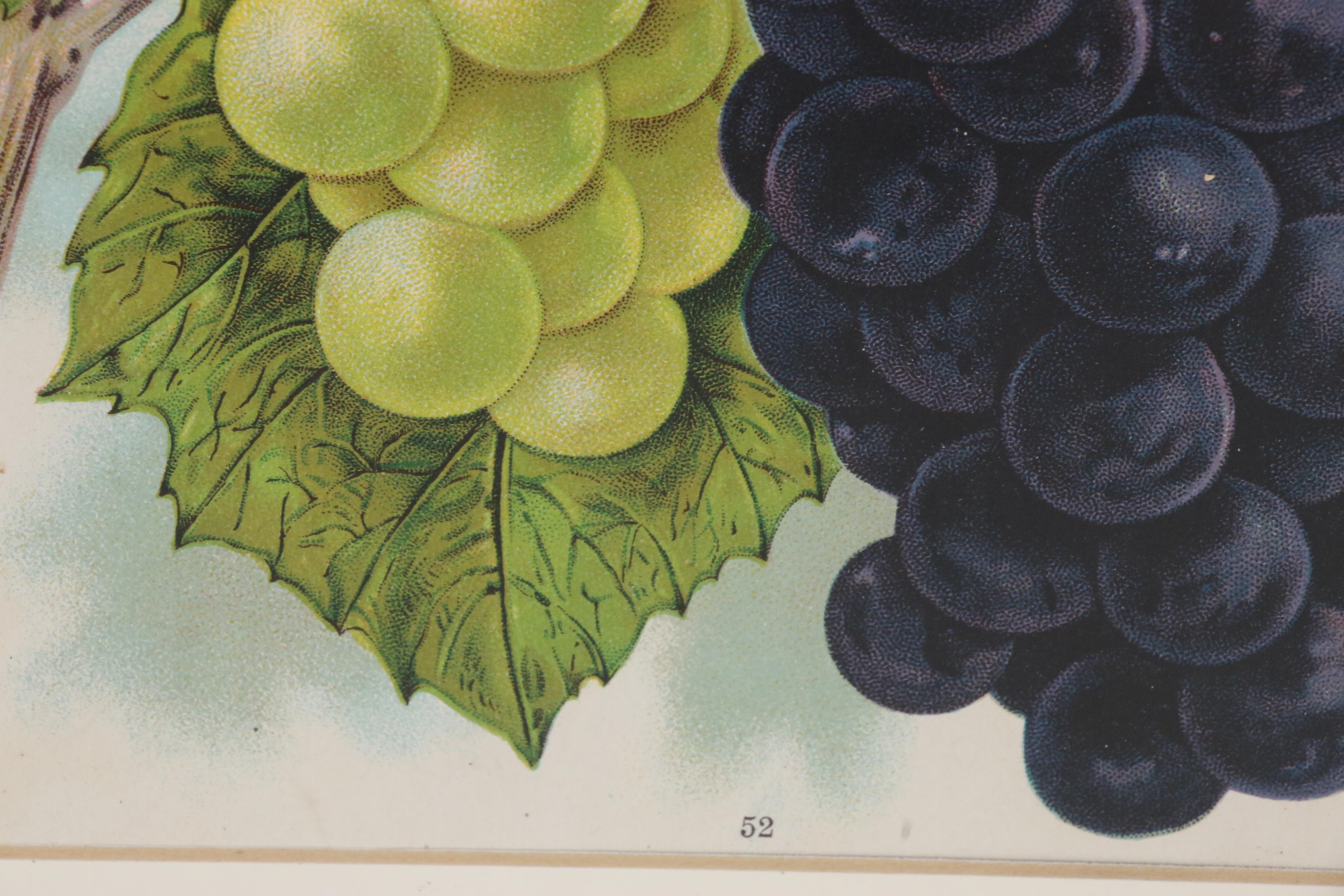 Chromolithograph of Grapes from Chase Brothers Company Seed Catalog