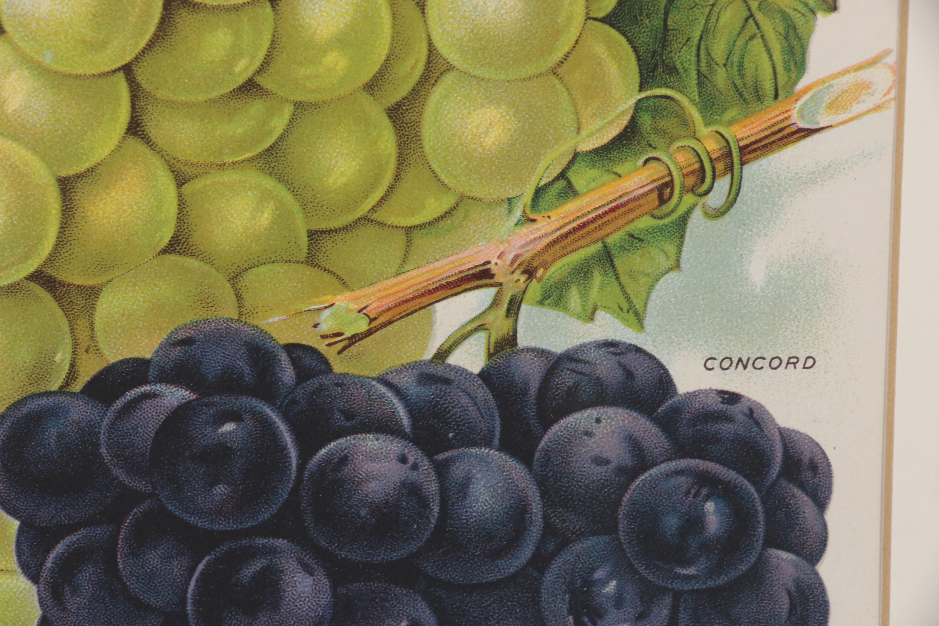 Chromolithograph of Grapes from Chase Brothers Company Seed Catalog