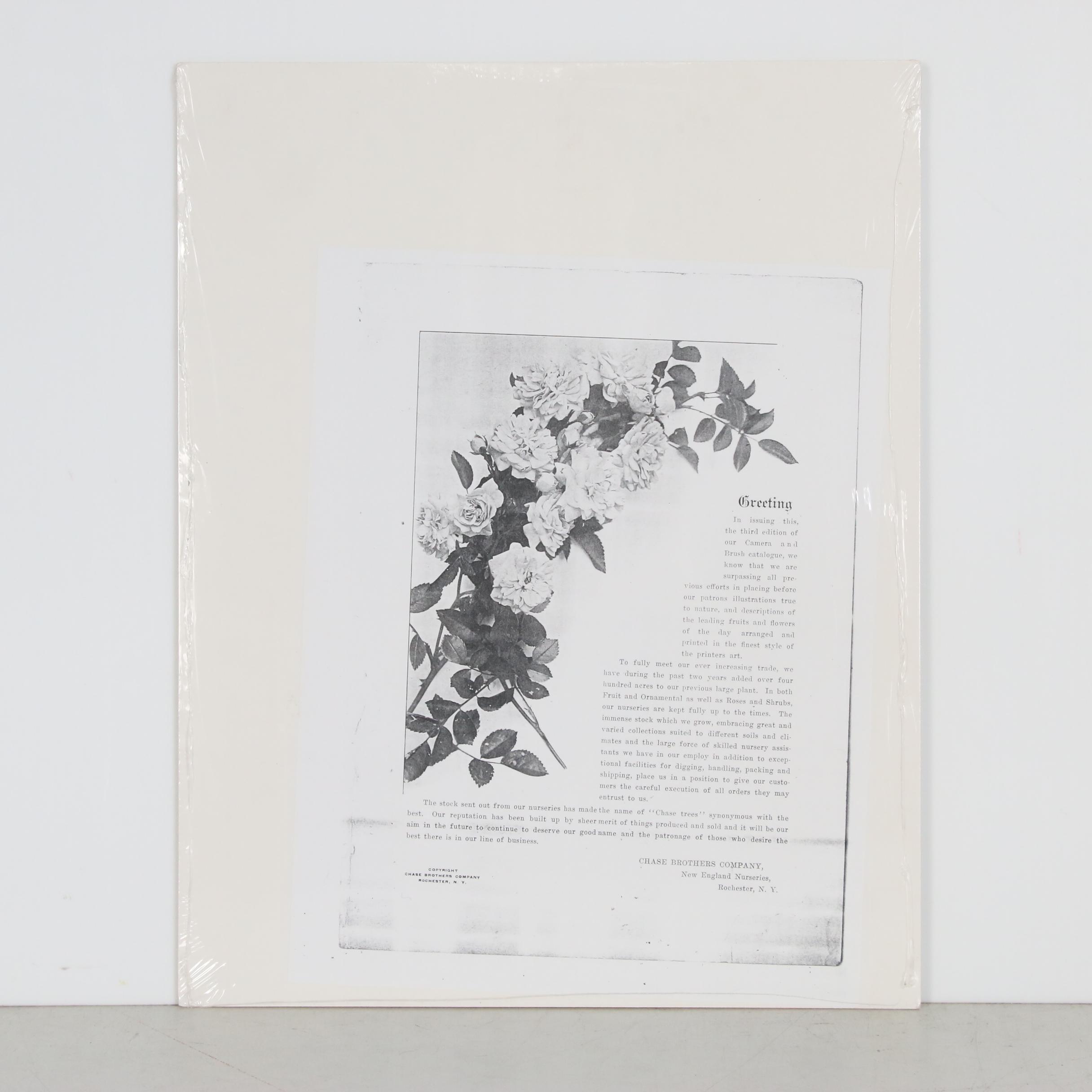 Chromolithograph of Grapes from Chase Brothers Company Seed Catalog