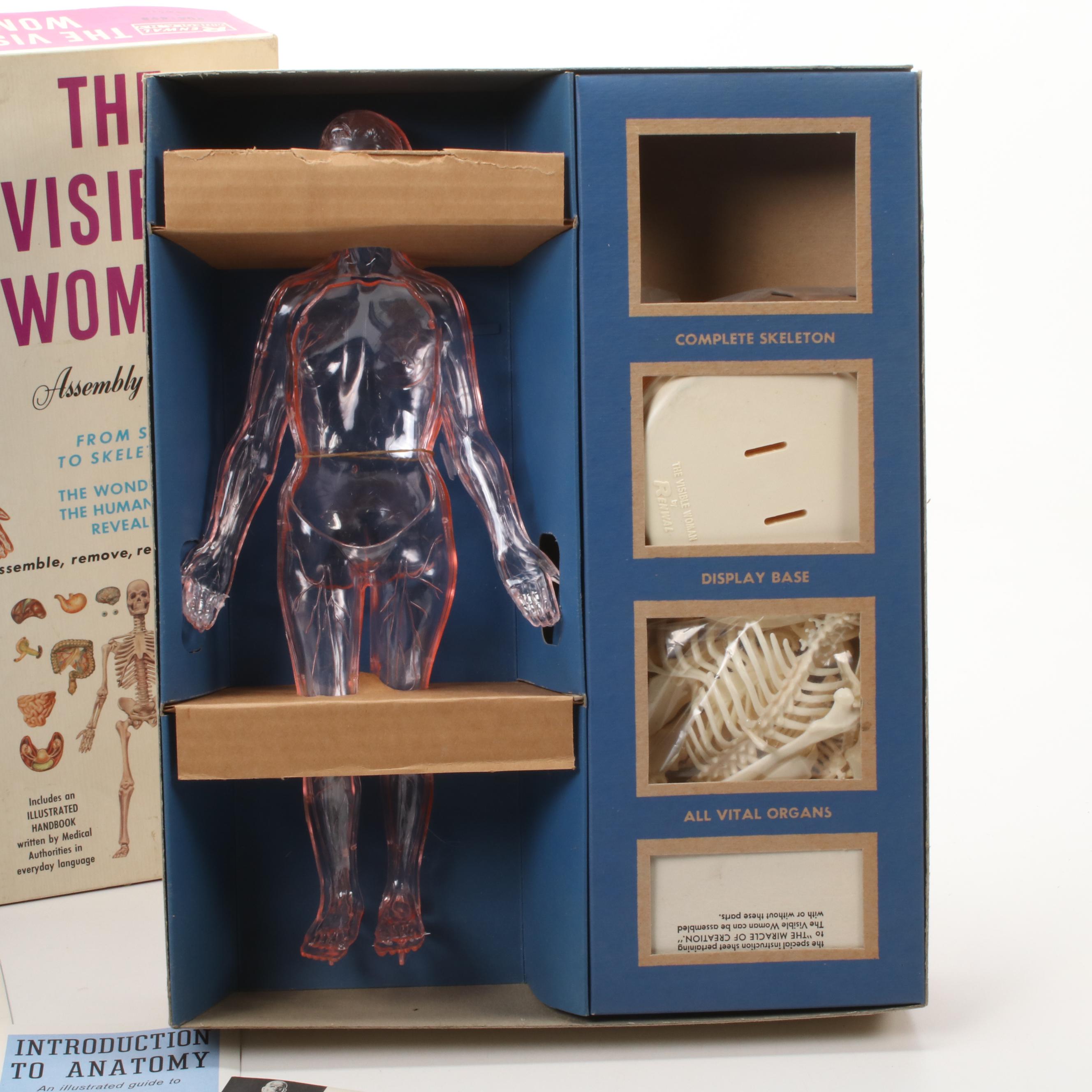 Renwal "The Visible Woman" Female Anatomy Assembly Kit