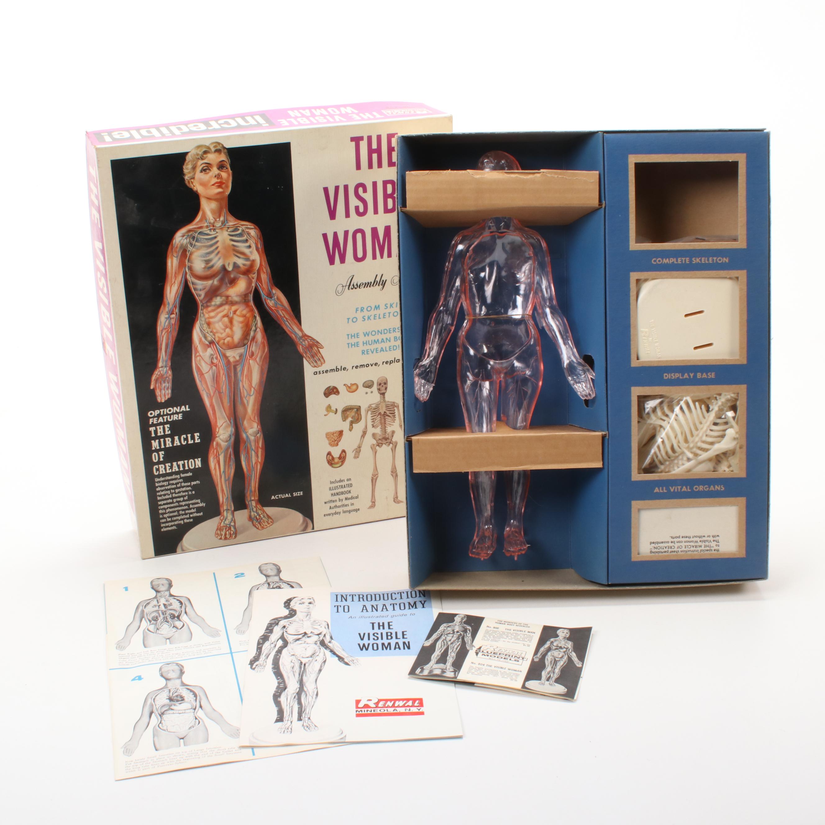 Renwal "The Visible Woman" Female Anatomy Assembly Kit