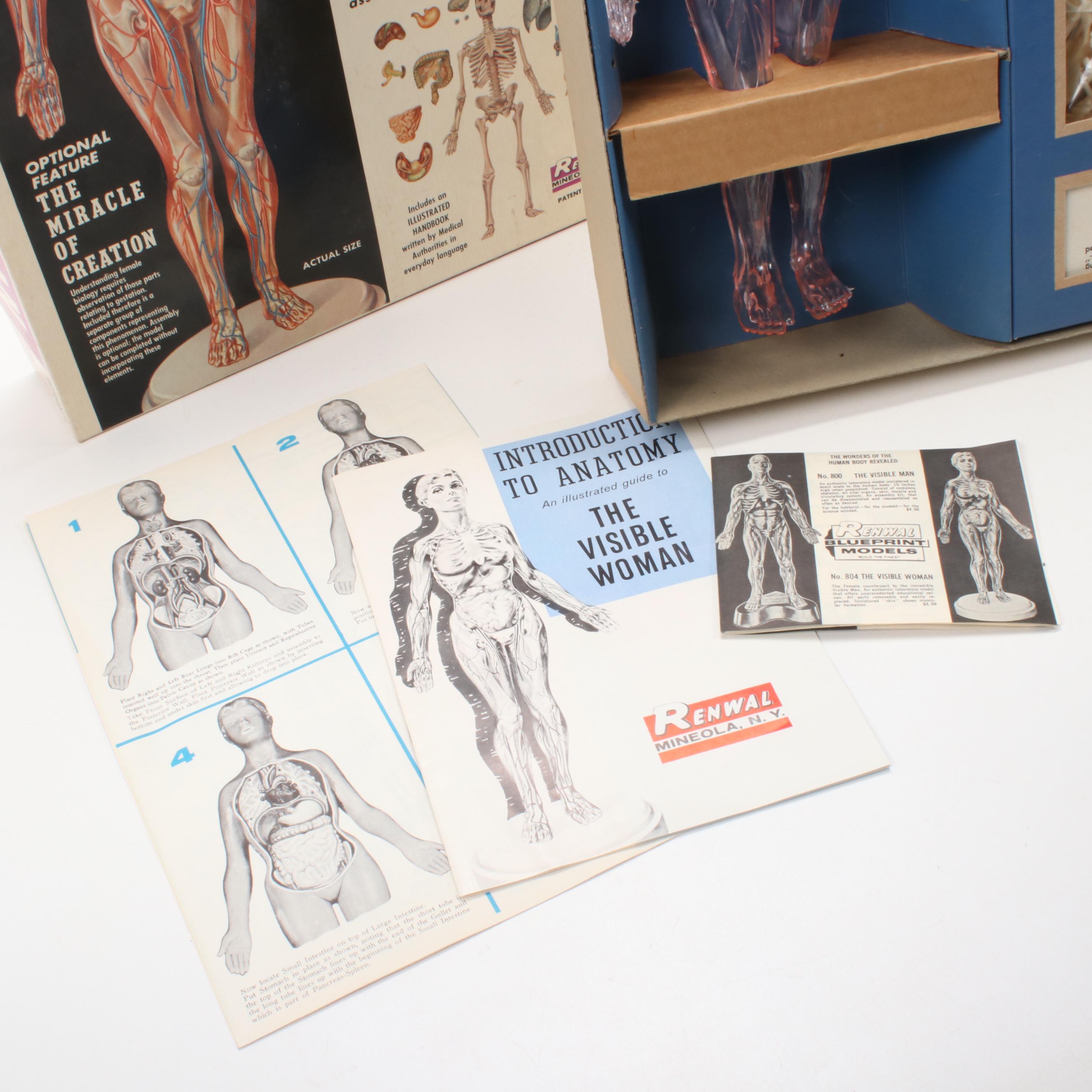 Renwal "The Visible Woman" Female Anatomy Assembly Kit