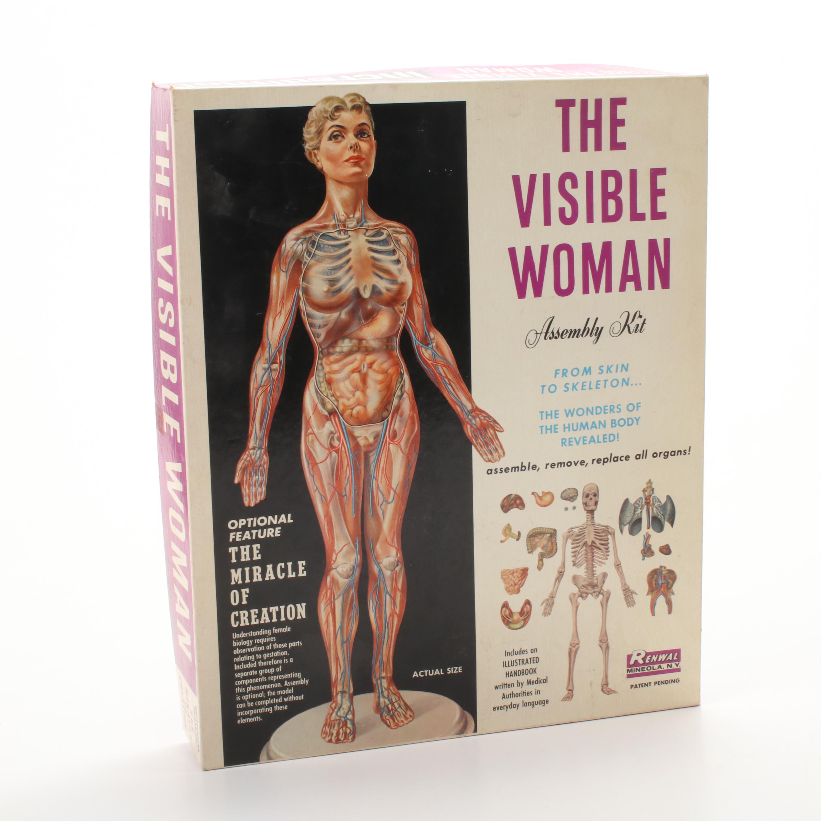 Renwal "The Visible Woman" Female Anatomy Assembly Kit