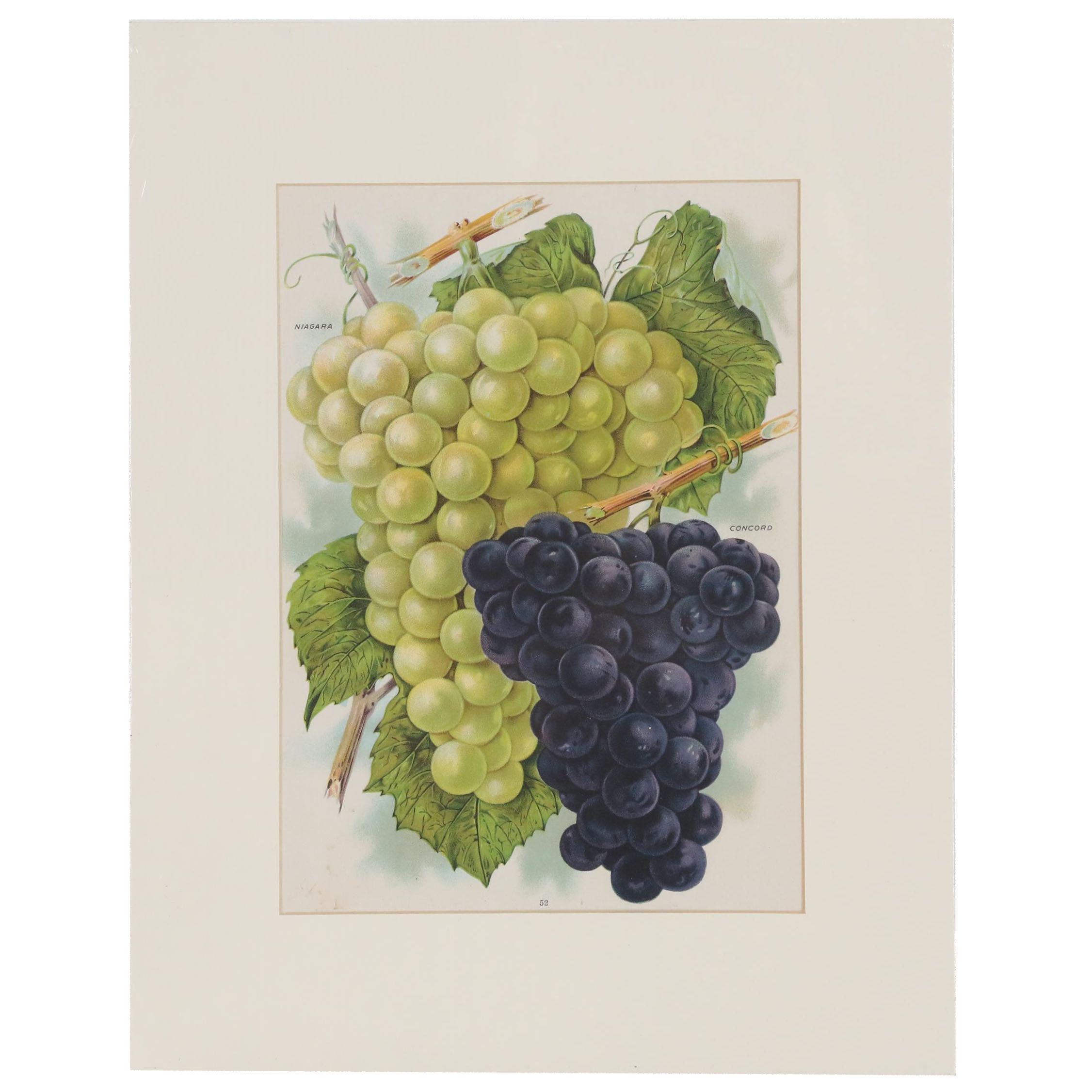Chromolithograph of Grapes from Chase Brothers Company Seed Catalog
