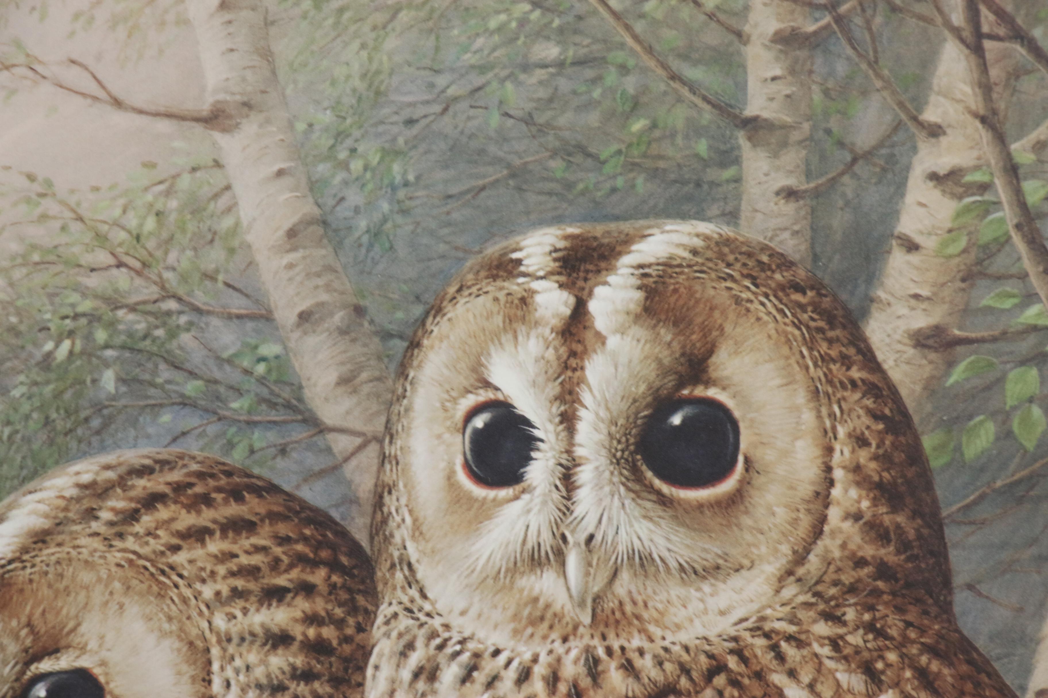 Raymond Watson Collotype Print "Tawny Owl" 1984