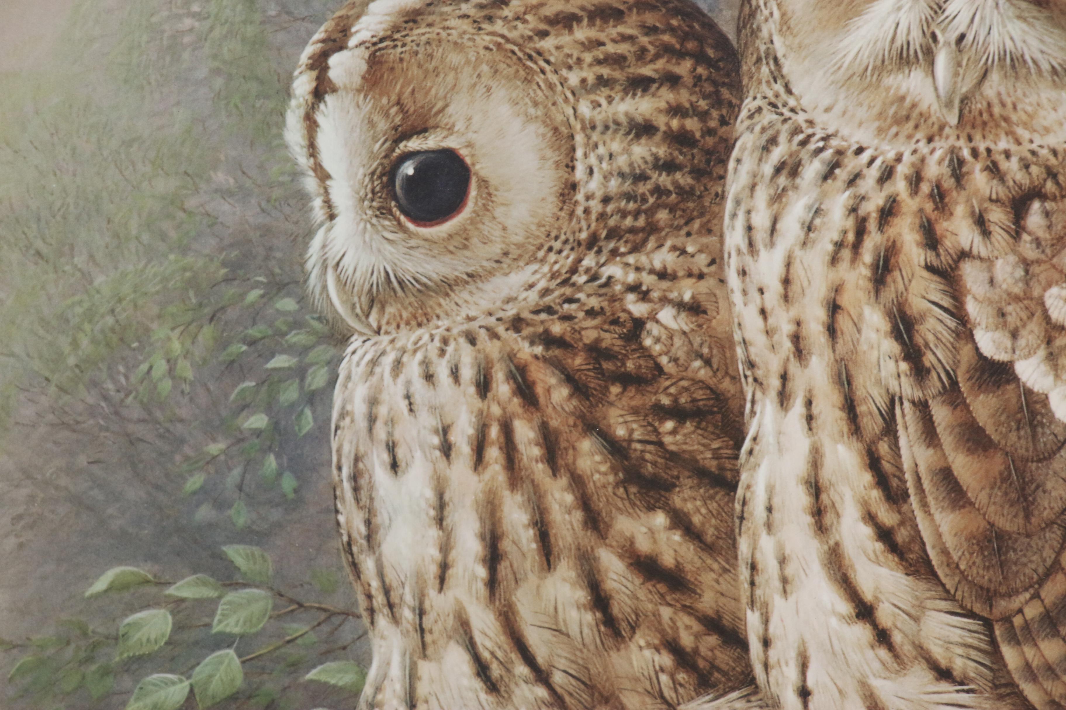 Raymond Watson Collotype Print "Tawny Owl" 1984