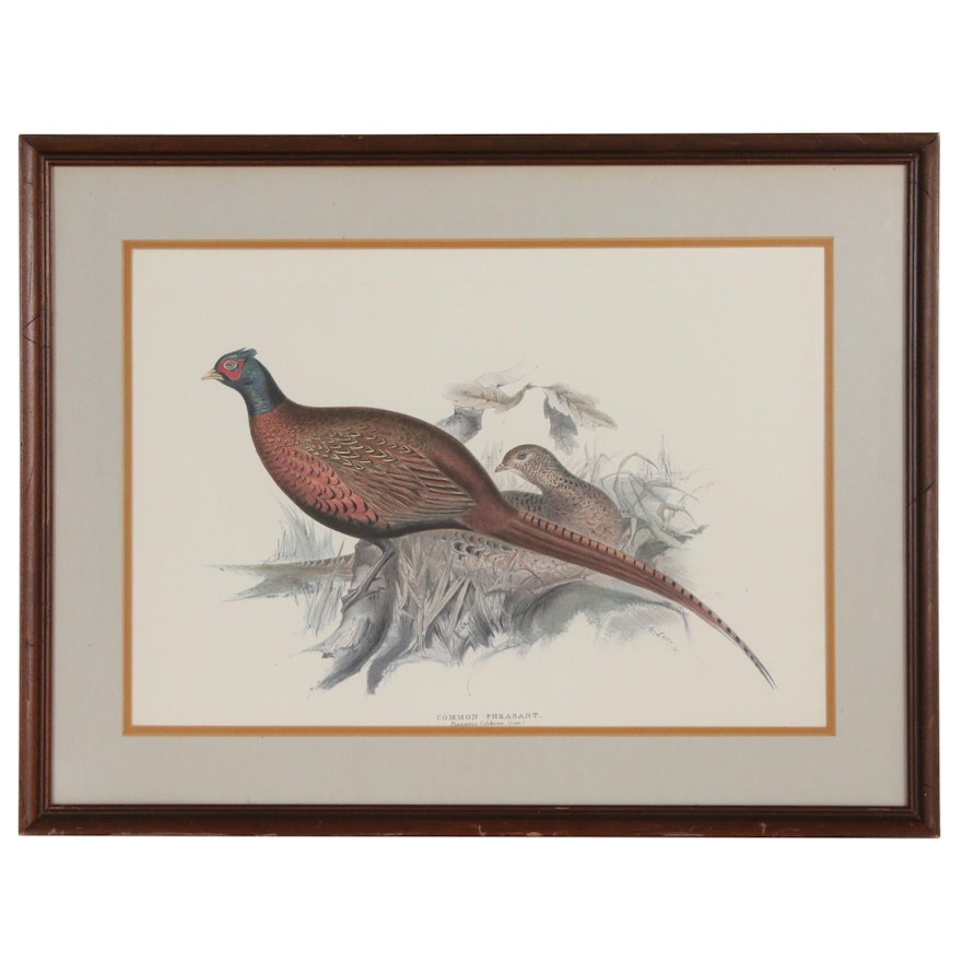 Offset Lithograph After John Gould "Common Pheasant"