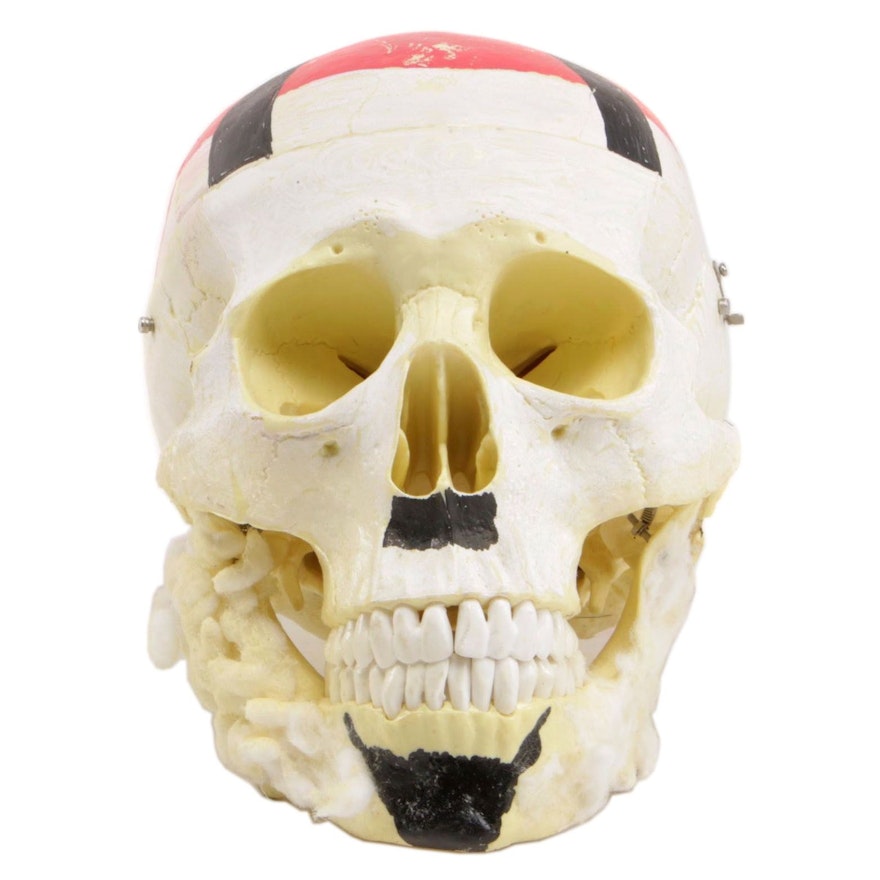 Hand-Painted and Embellished Model Human Skull