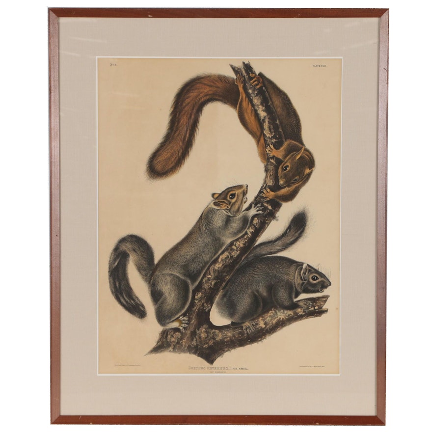 J.T. Bowen Lithograph After John James Audubon "Cat Squirrel"