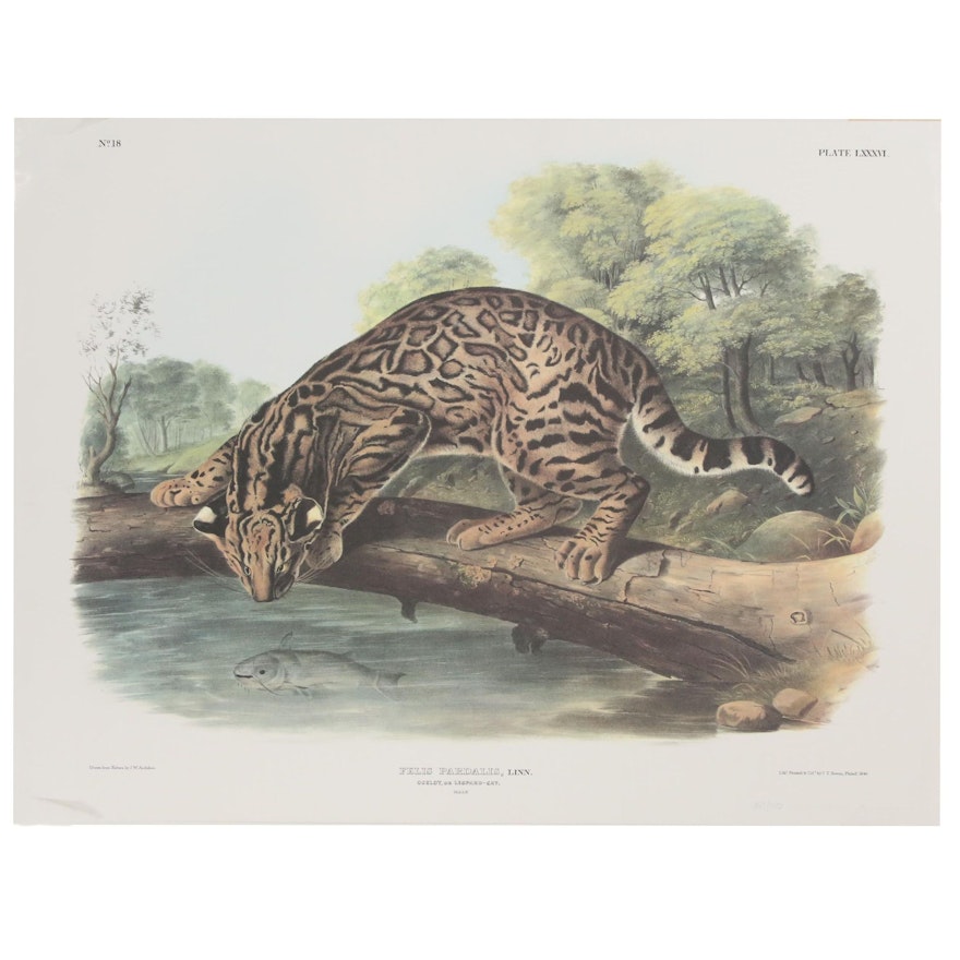 Offset Lithograph After John James Audubon "Felis Pardalis"