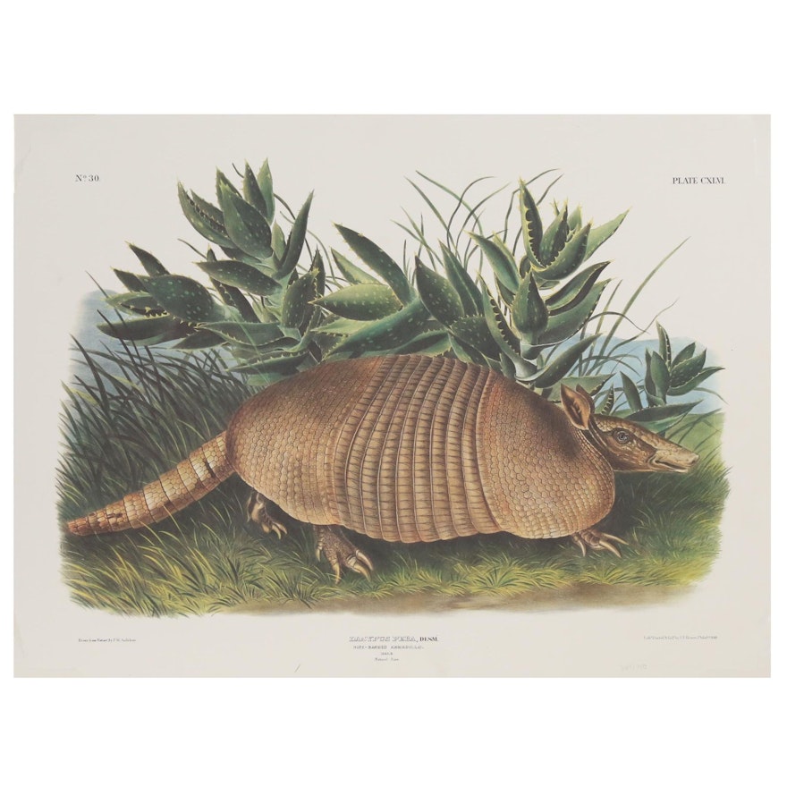 Offset Lithograph After John James Audubon "Dasypus Peba"