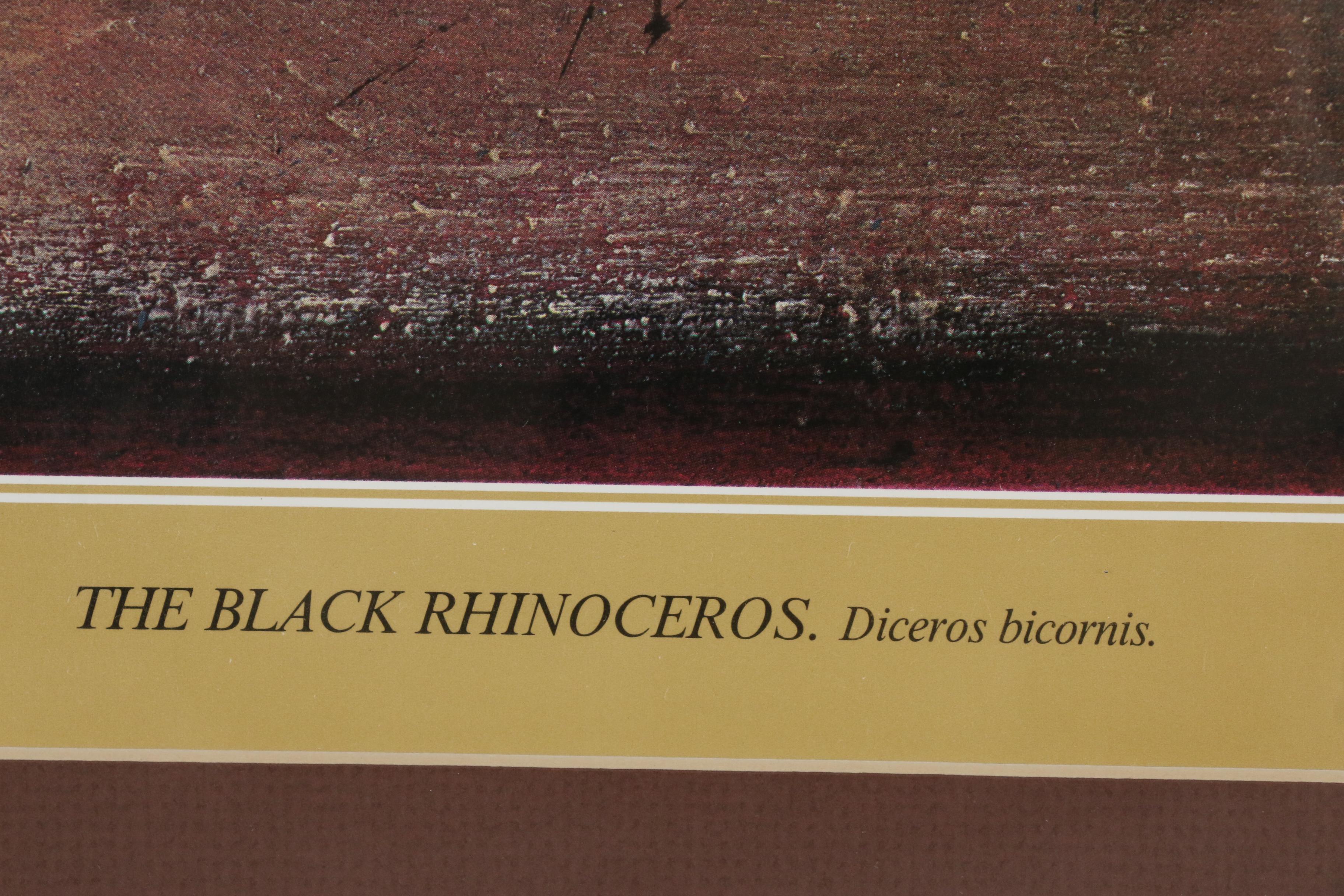 Keith Joubert Offset Lithograph "The Black Rhinoceros. Diceros bicornis."