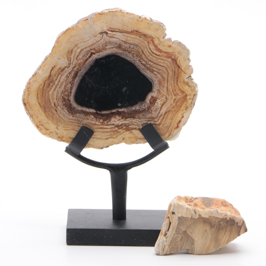 Petrified Wood Specimens