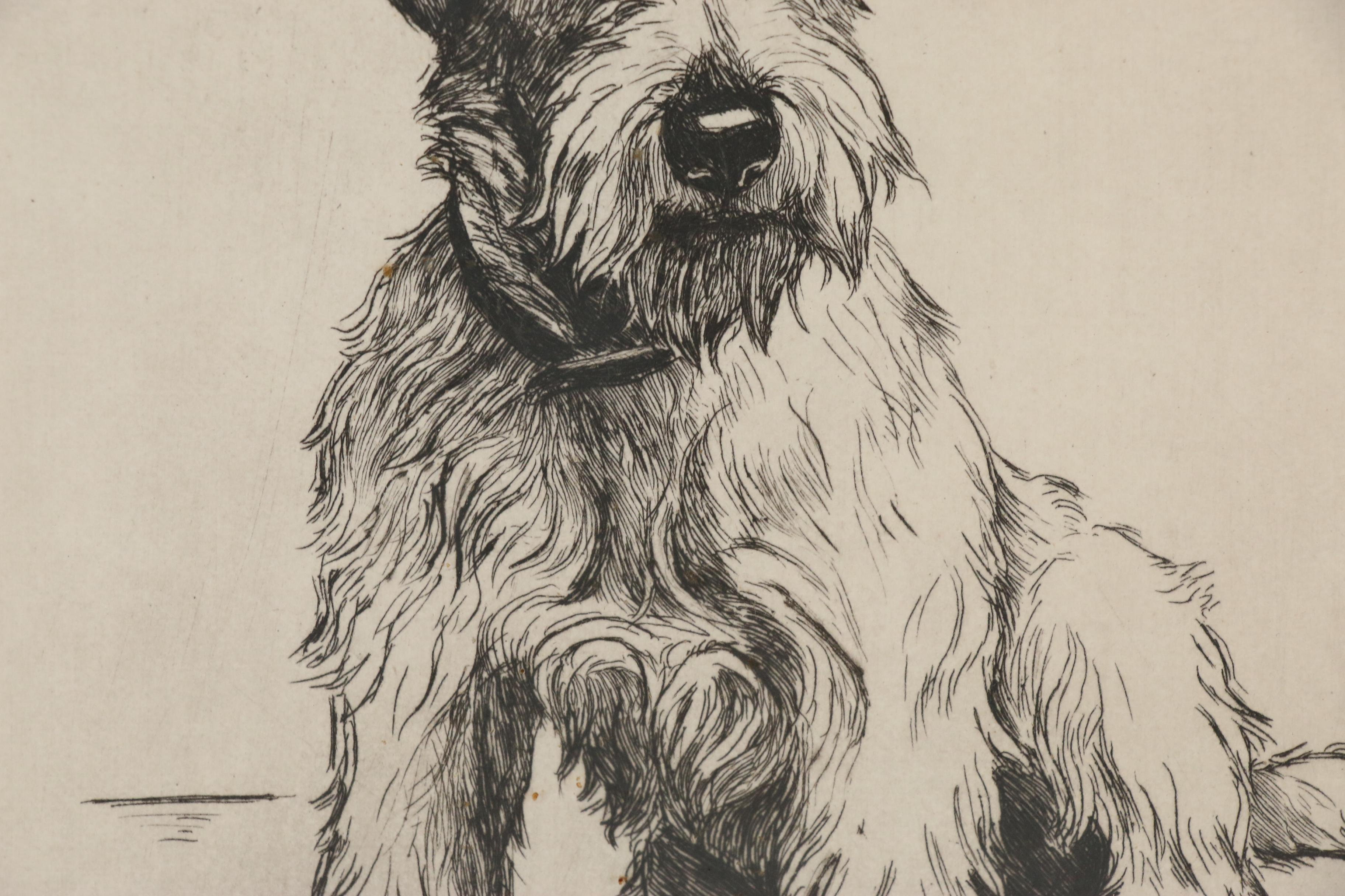 Marion Harvey Terrier Etching "A Guilty Conscience", Mid 20th Century