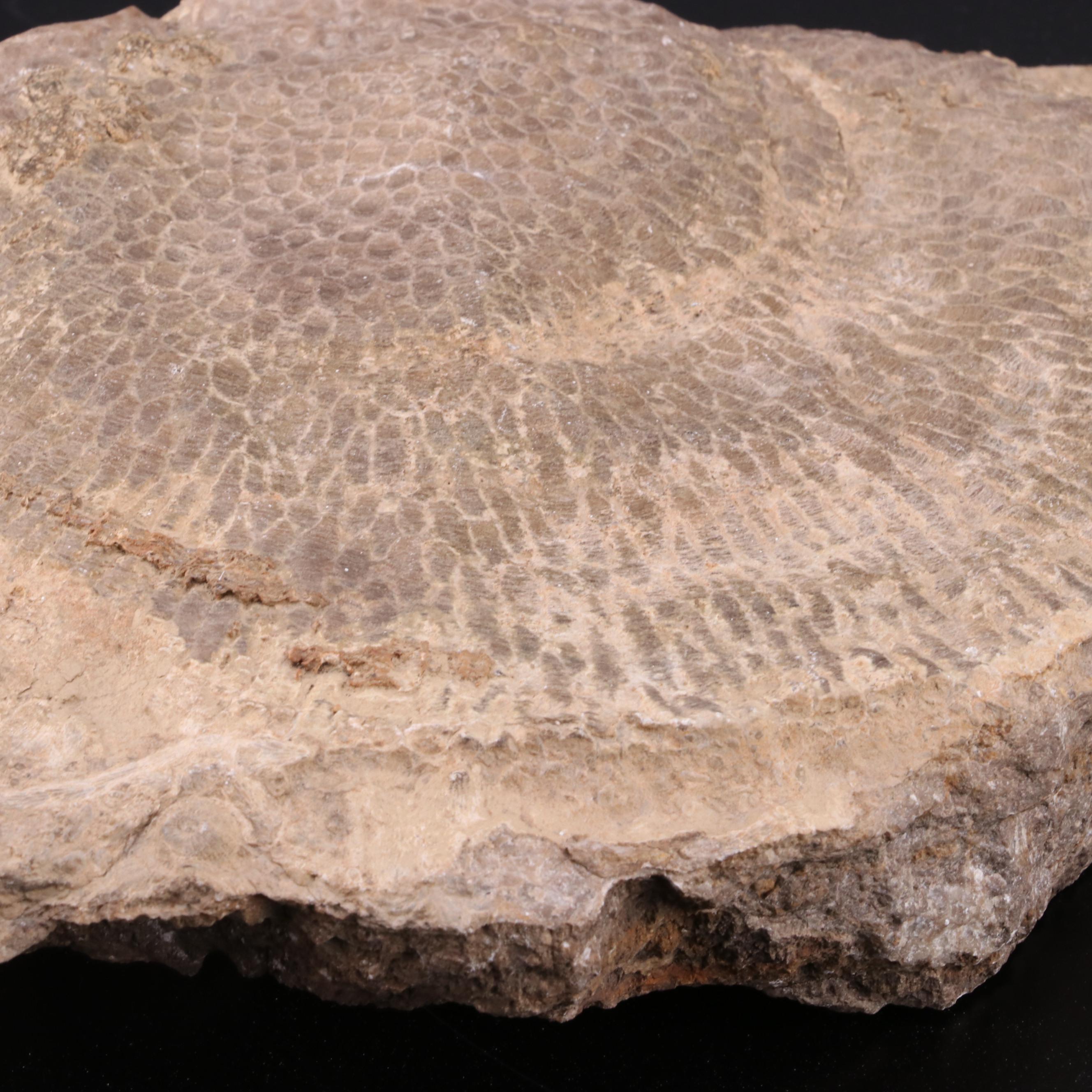 Fossiliferous Limestone Specimen
