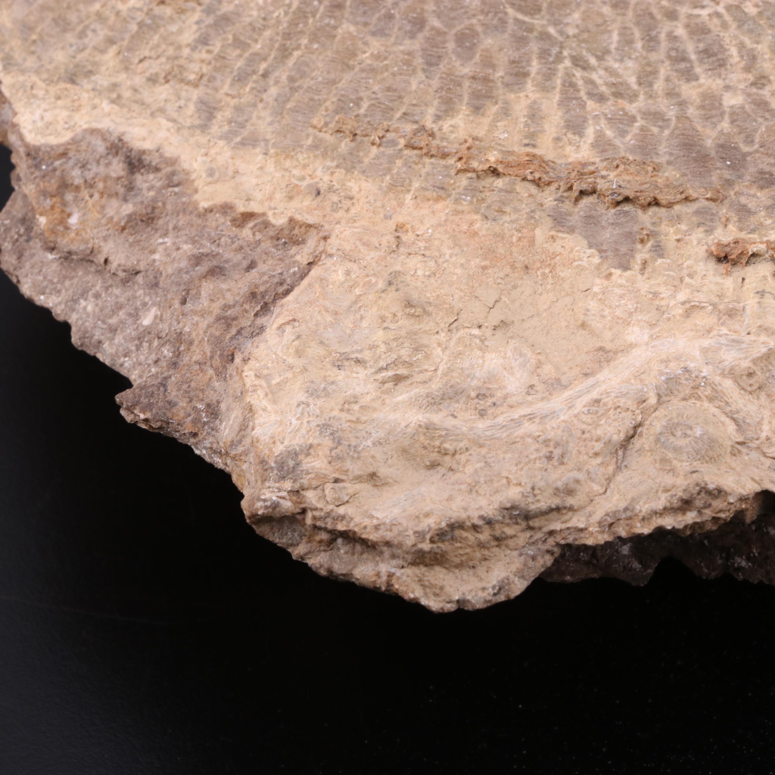 Fossiliferous Limestone Specimen