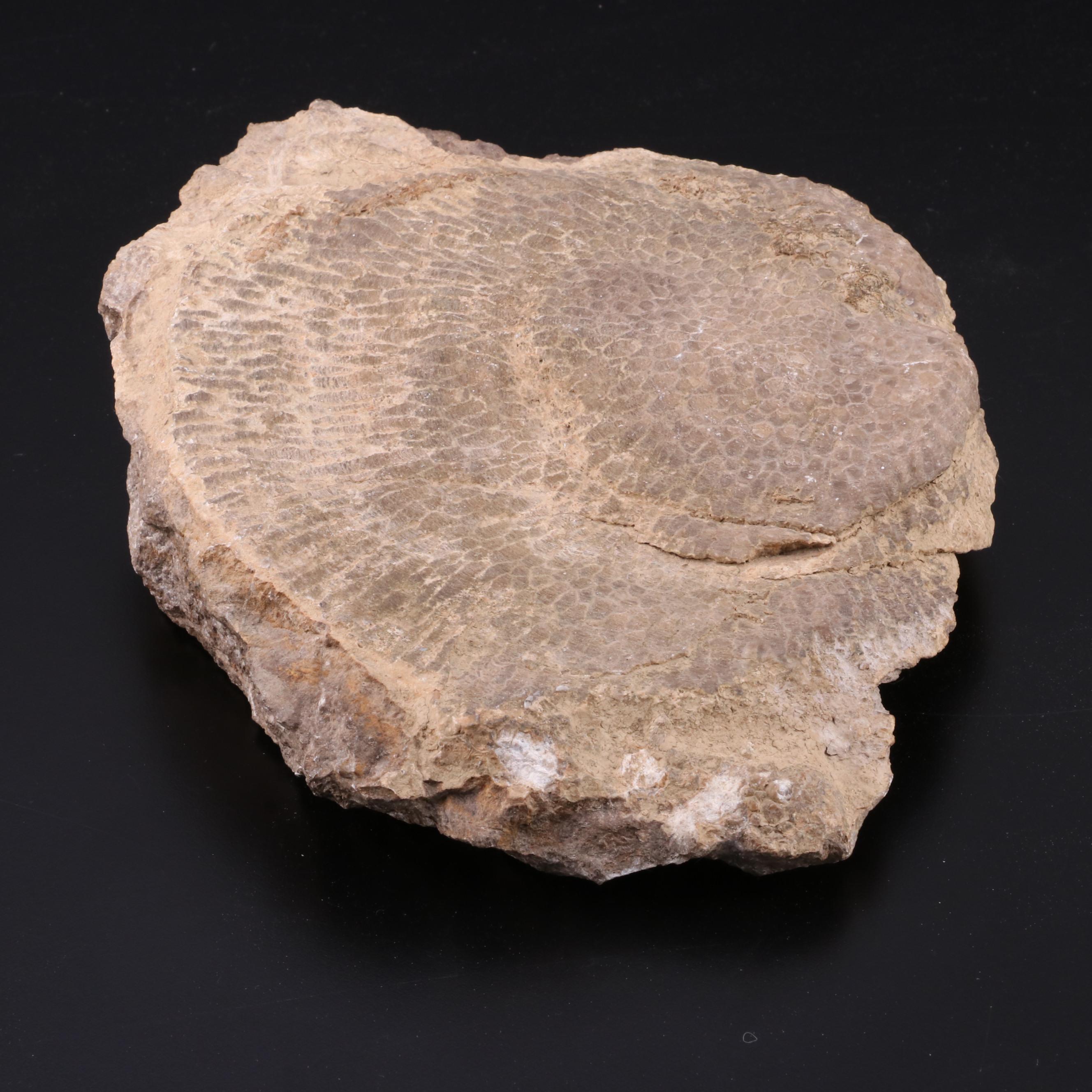 Fossiliferous Limestone Specimen