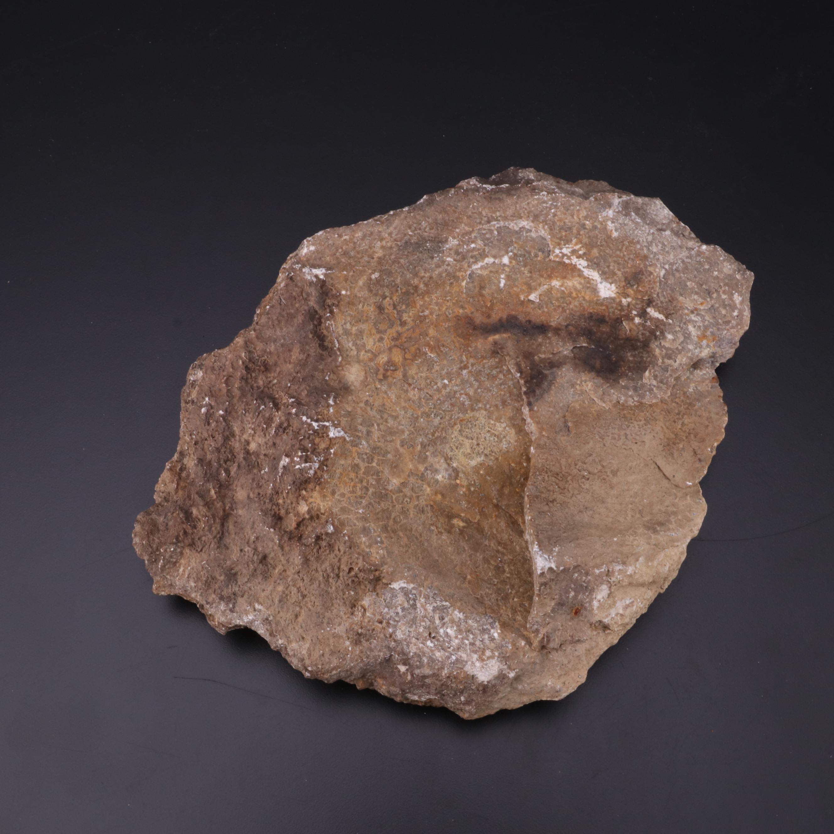 Fossiliferous Limestone Specimen