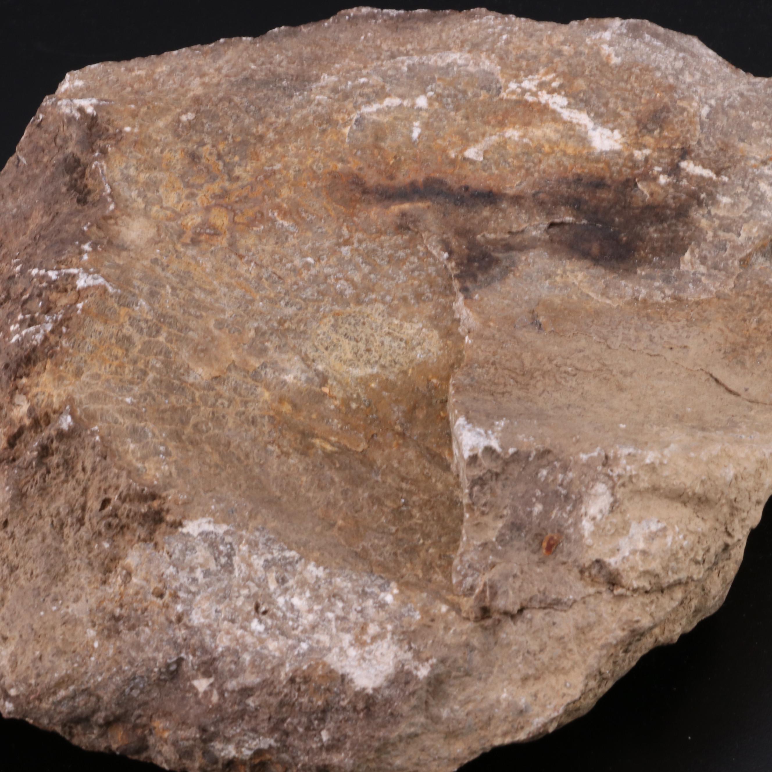 Fossiliferous Limestone Specimen