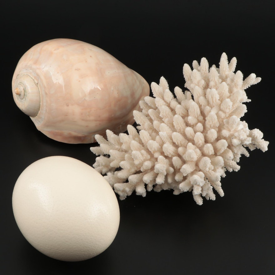 Polished Seashell, Bleached Coral and Ostrich Egg Specimens