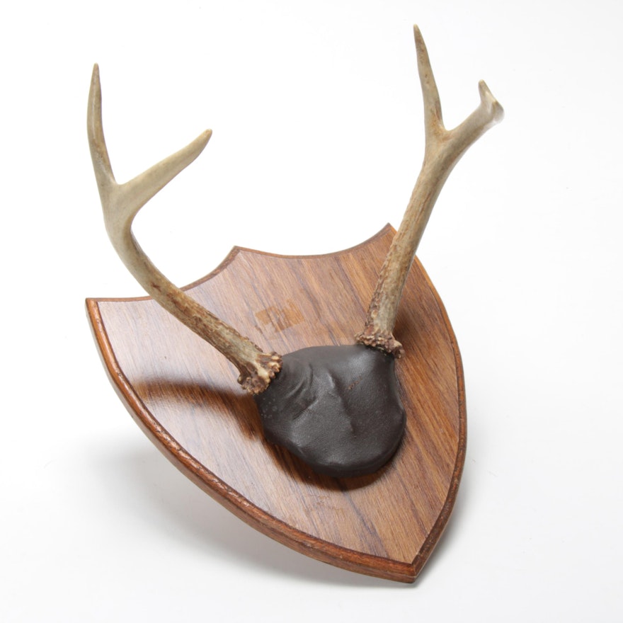 White Tailed Deer Antlers on Shield Mount