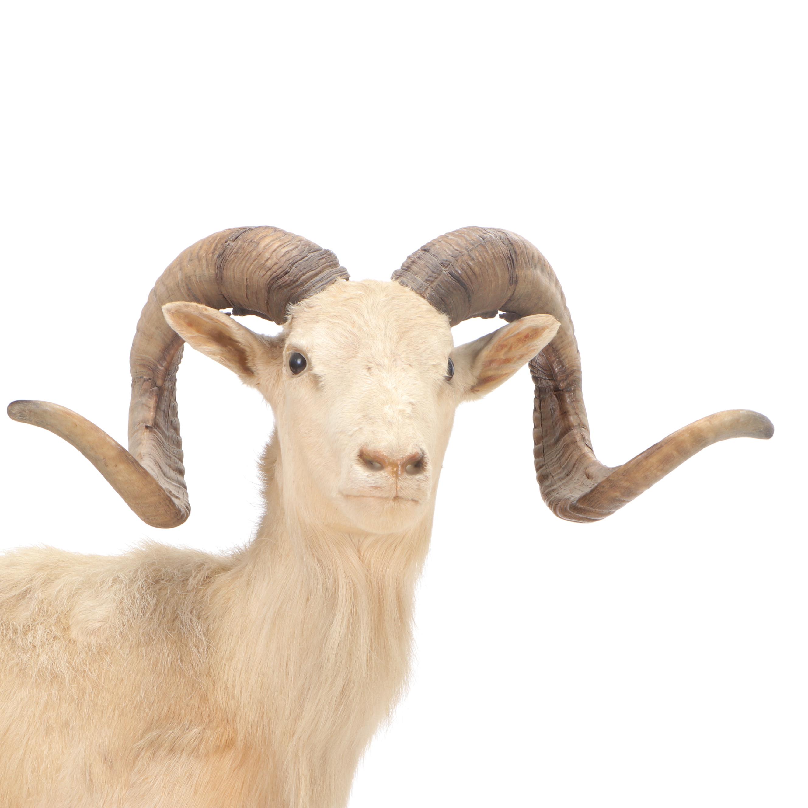 Mountain Goat Full Body Taxidermy Mount