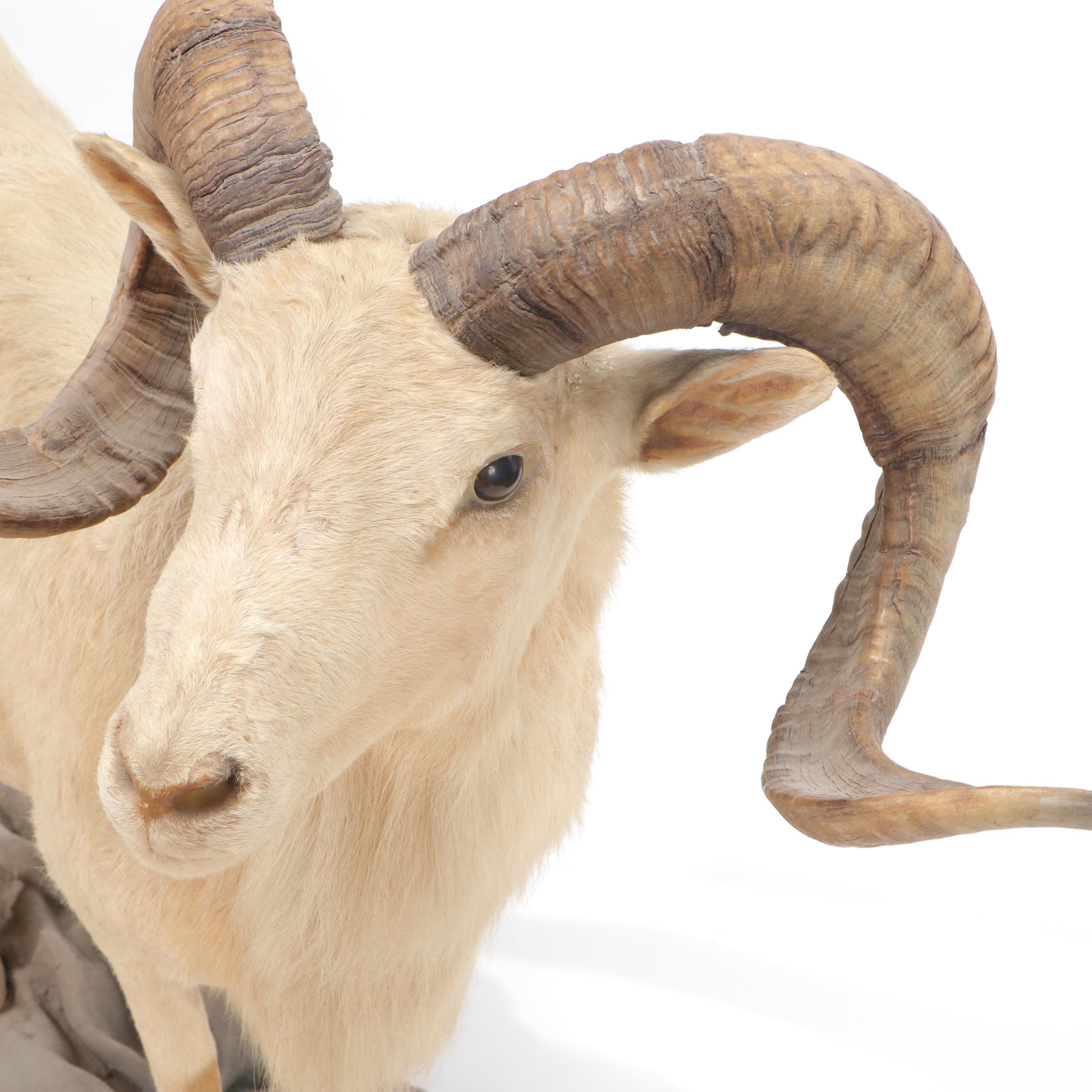 Mountain Goat Full Body Taxidermy Mount