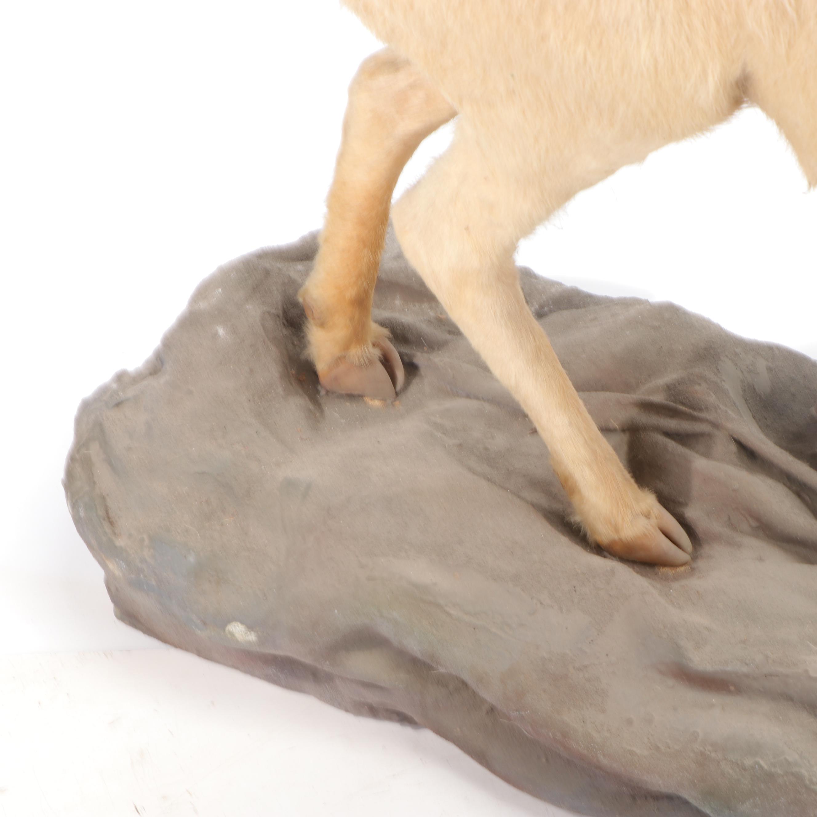 Mountain Goat Full Body Taxidermy Mount