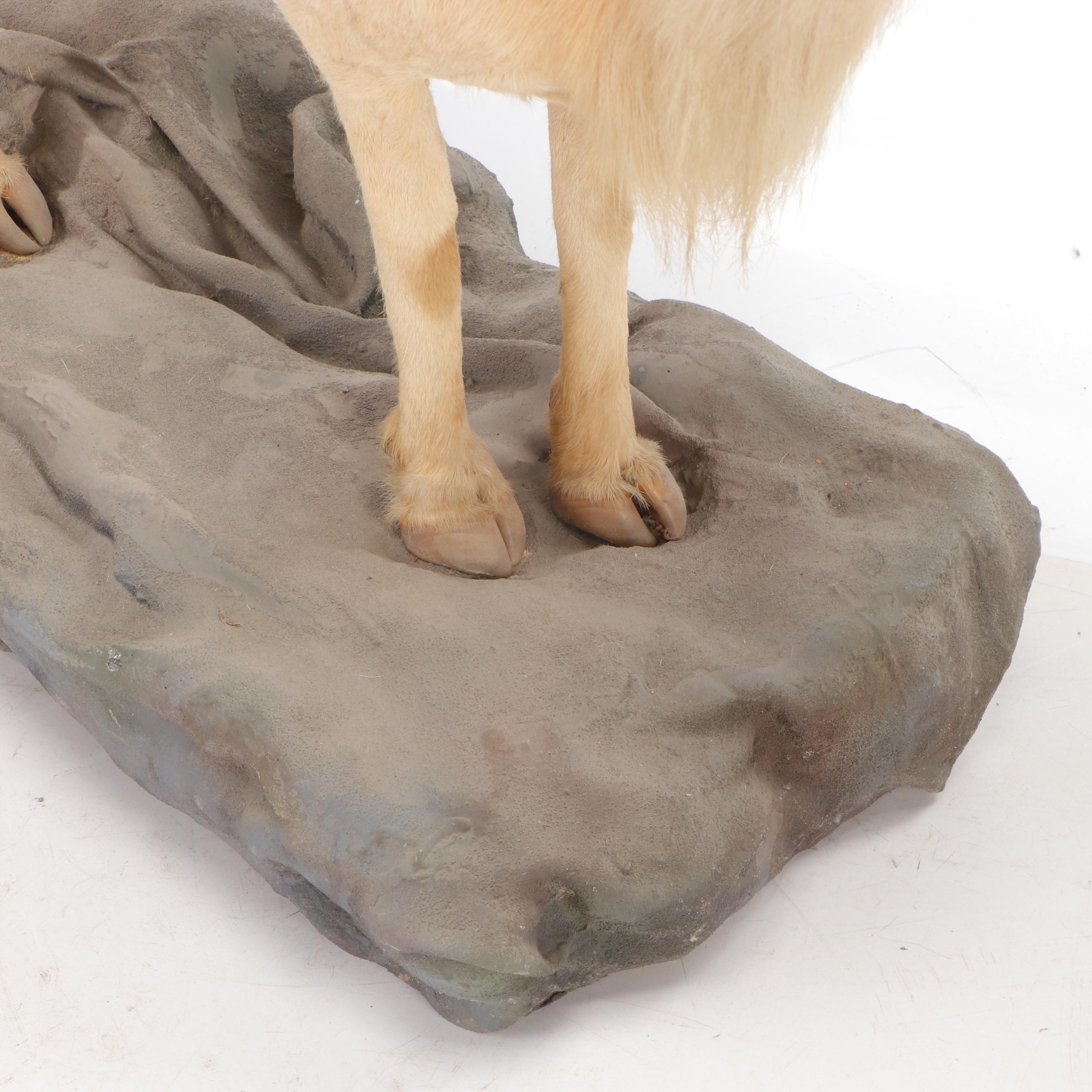 Mountain Goat Full Body Taxidermy Mount