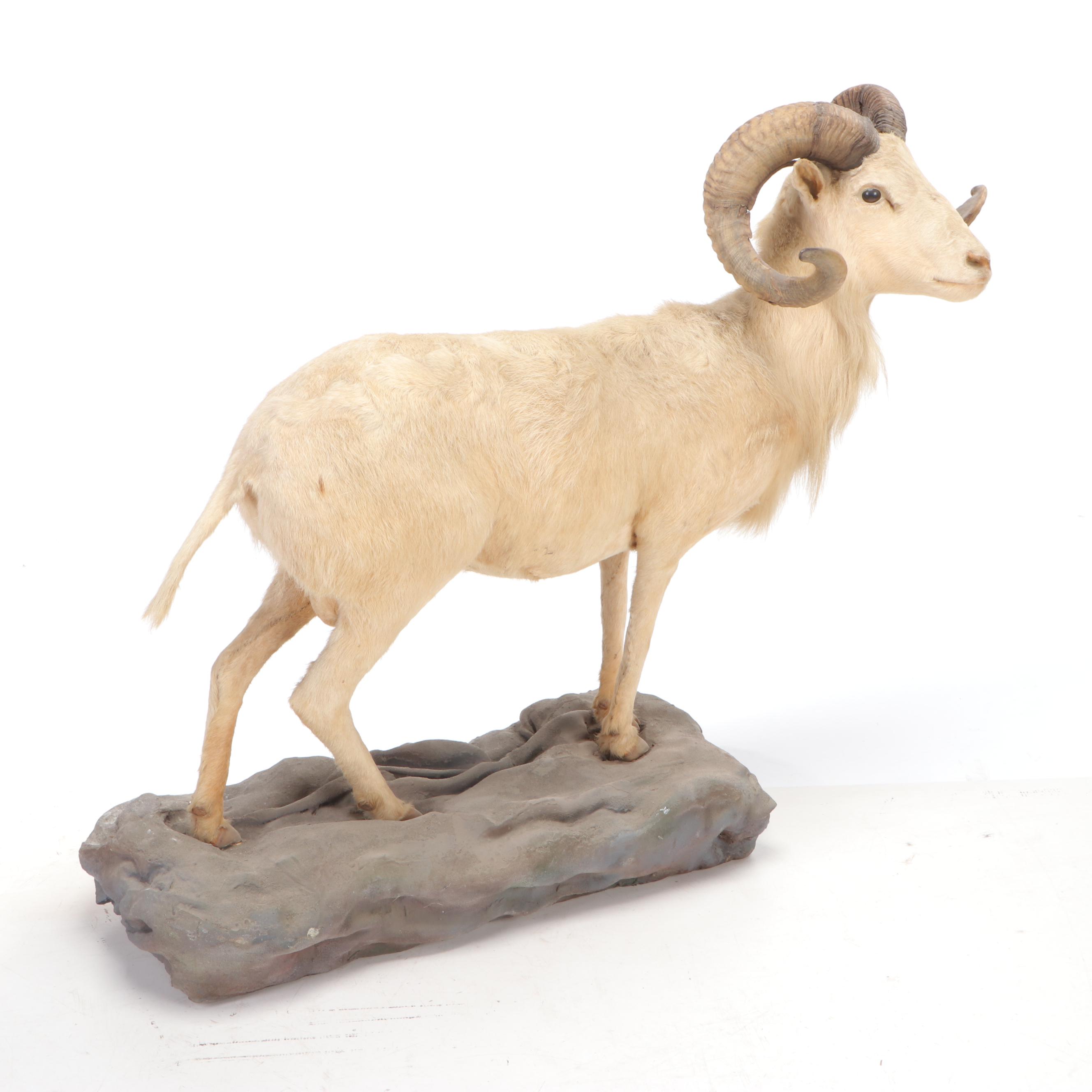 Mountain Goat Full Body Taxidermy Mount